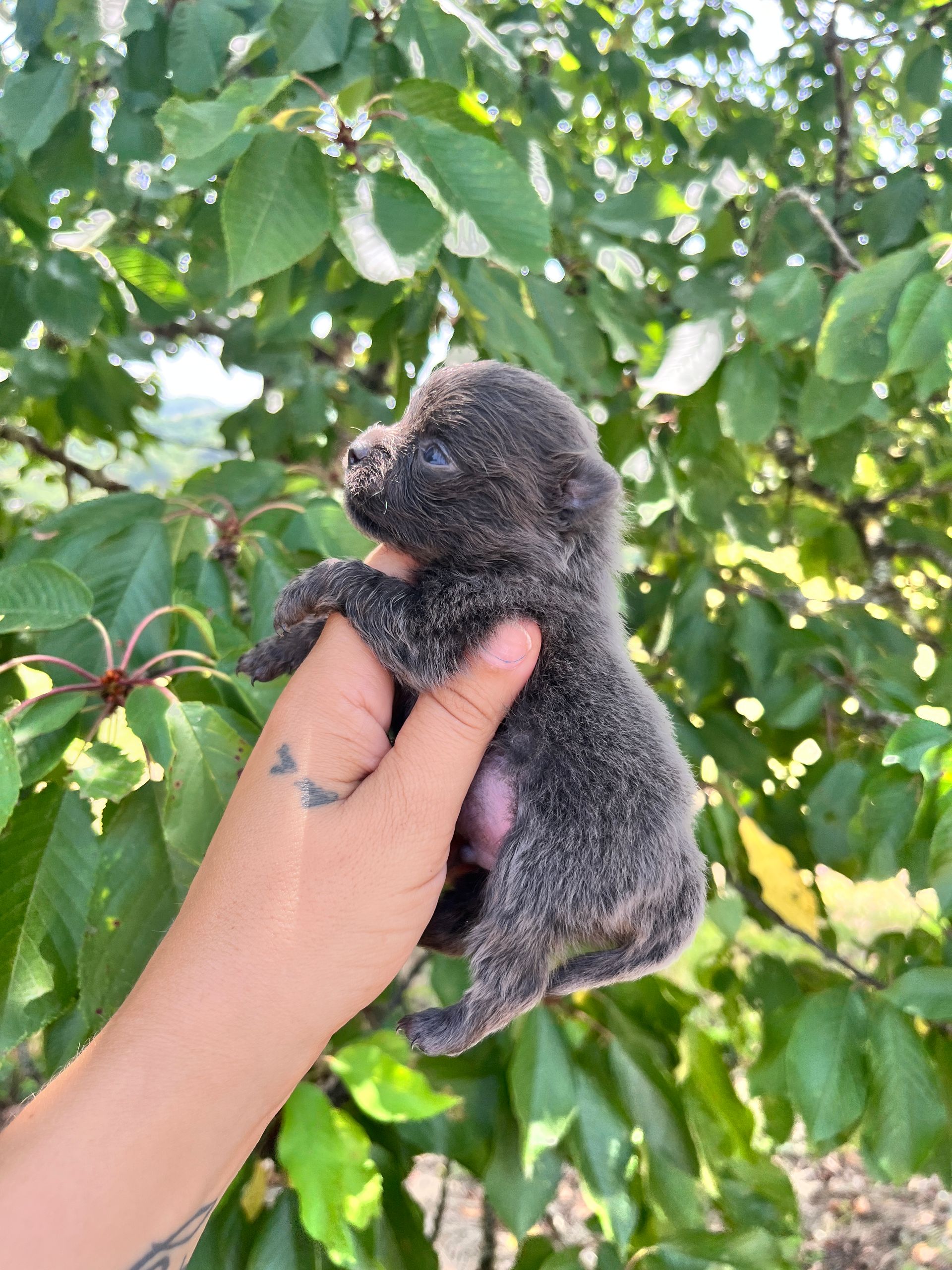 Petit chiot spitz du Domaine des Petits Anges du Gers
