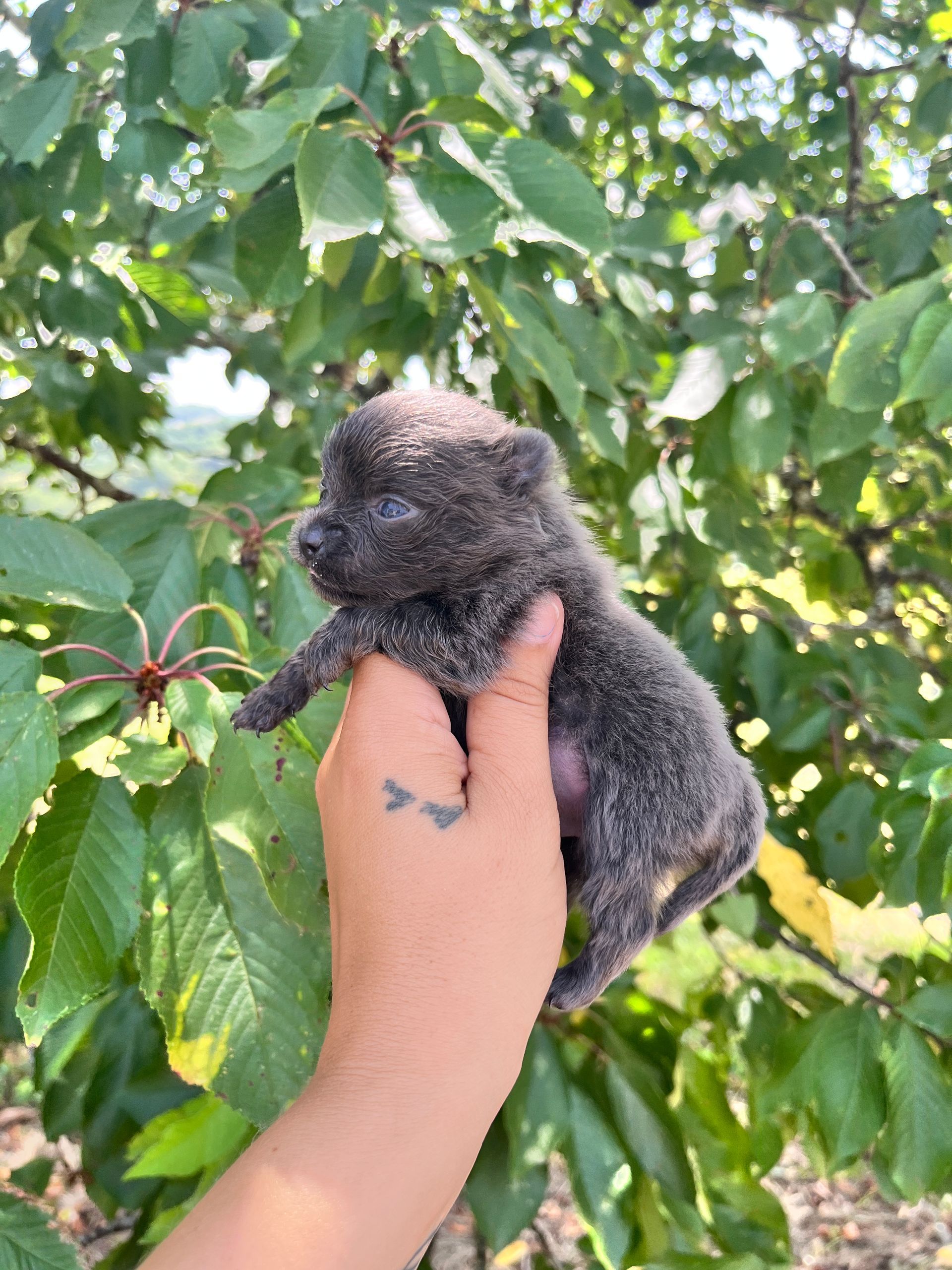 Chiot spitz disponible au Domaine des Petits Anges du Gers 