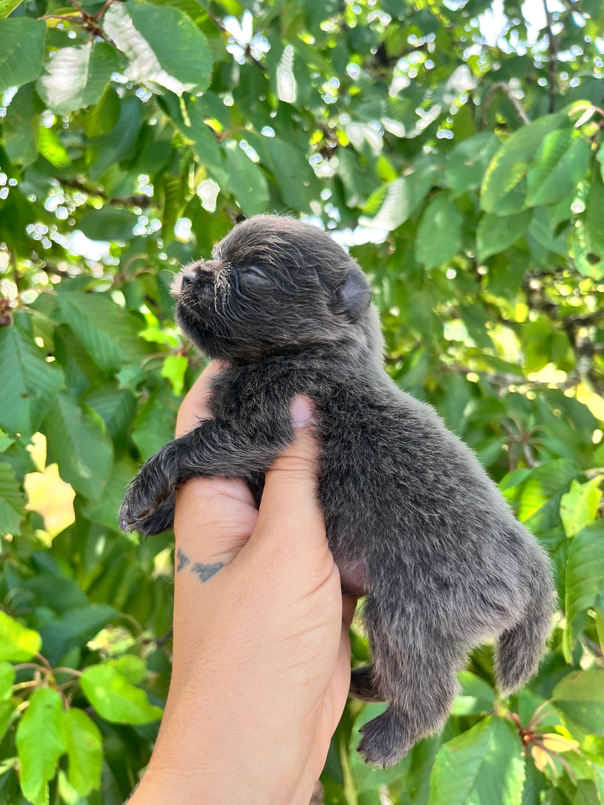 Chiot spitz noir disponible à l'adoption au Domaine des Petits Anges du Gers 