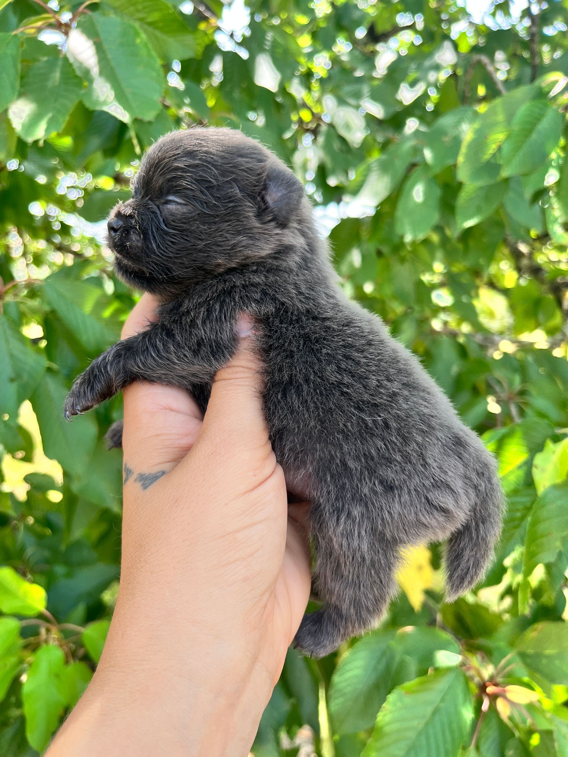 Chiot spitz noir 2025 du Domaine des Petits Anges du Gers 