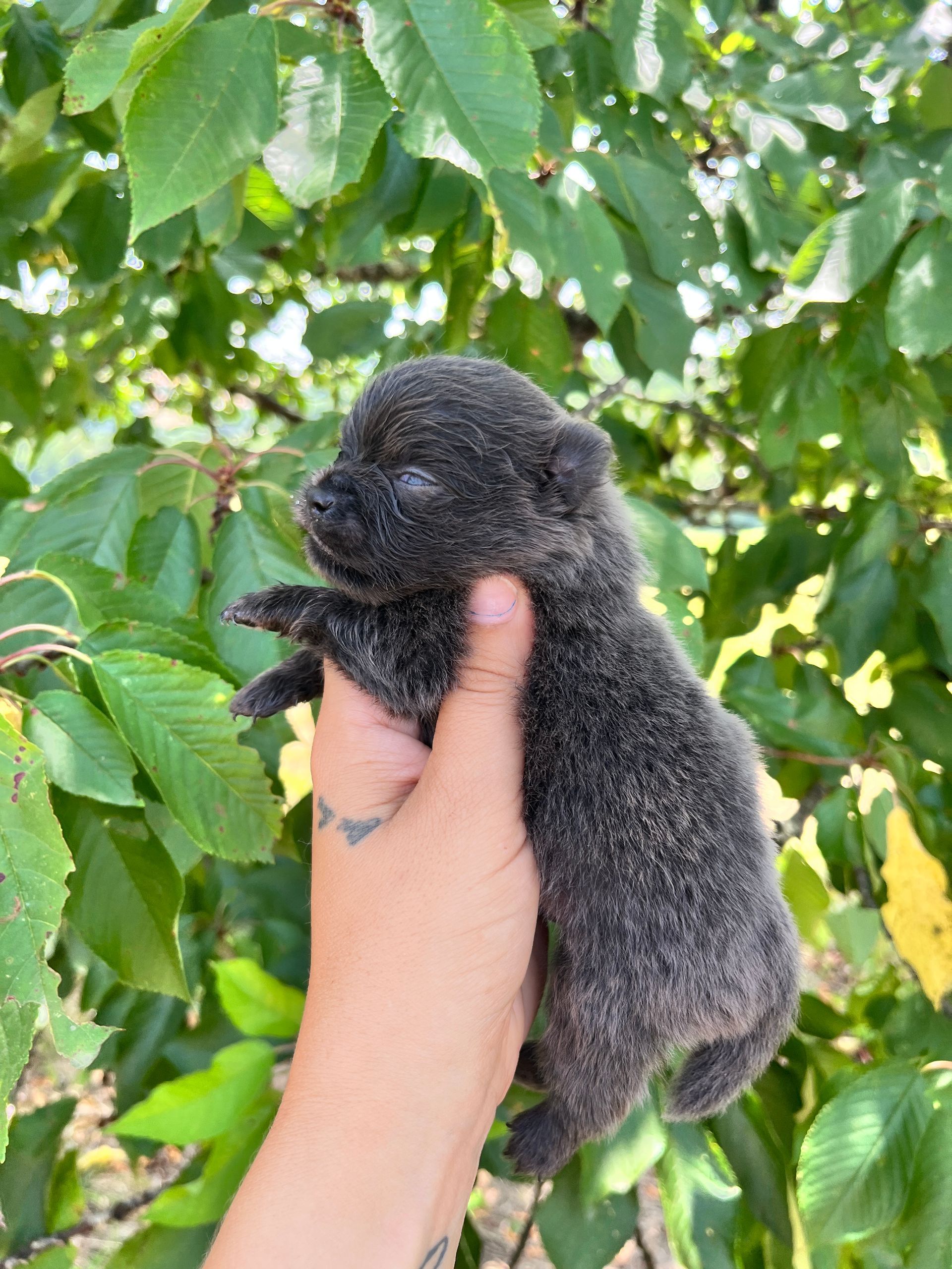 Chiot spitz noir du Domaine des Petits Anges du Gers 