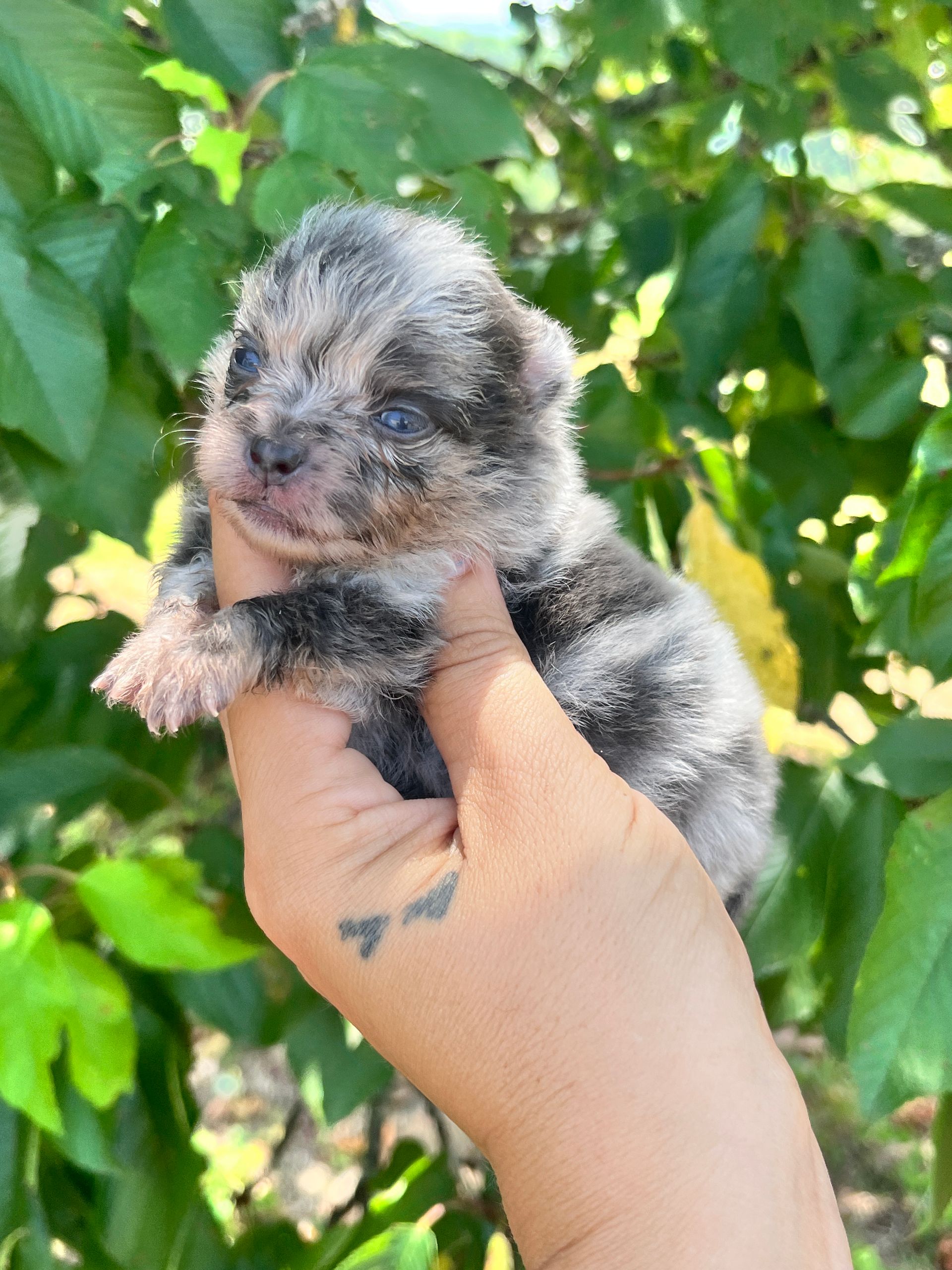 Chiot de l'élevage de spitz du Domaine des Petits Anges du Gers 
