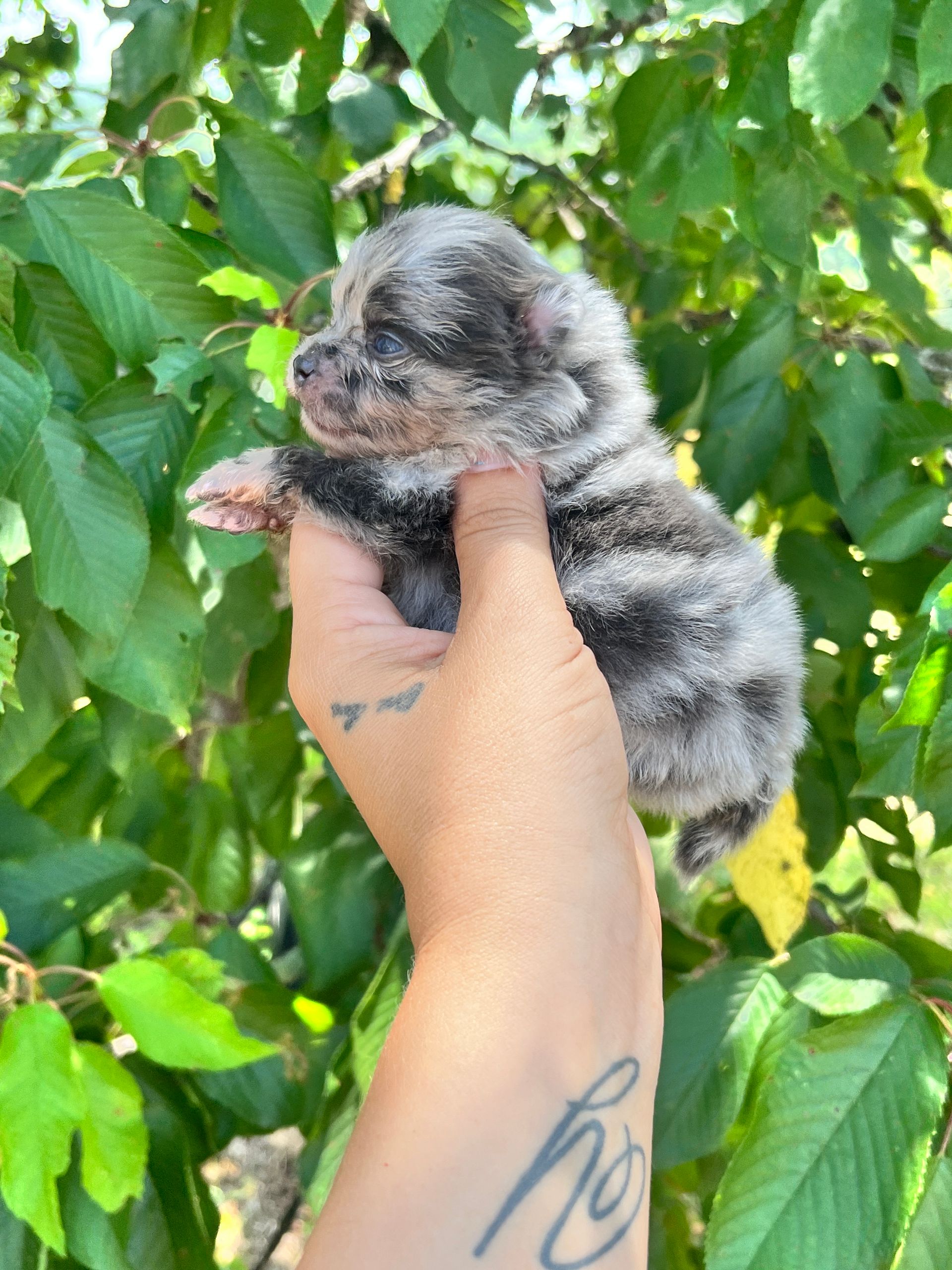 Chiot de l'élevage de spitz disponible à l'adoption du Domaine des Petits Anges du Gers 