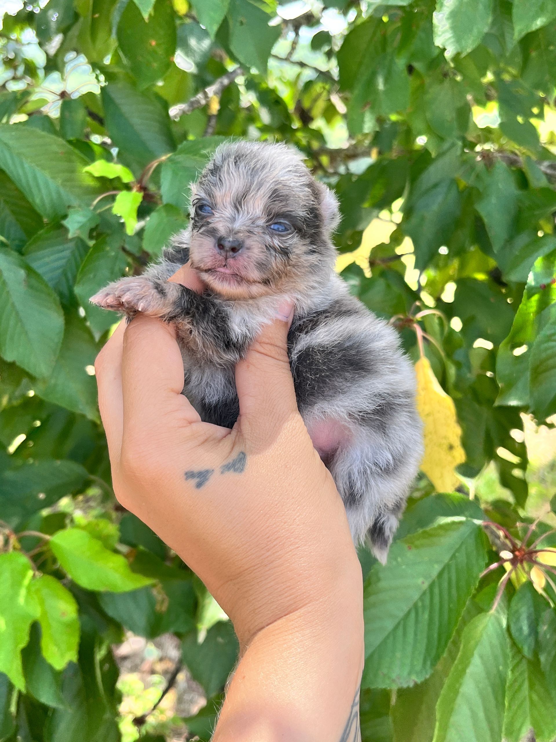 Chiot de l'élevage de spitz à l'adoption du Domaine des Petits Anges du Gers 