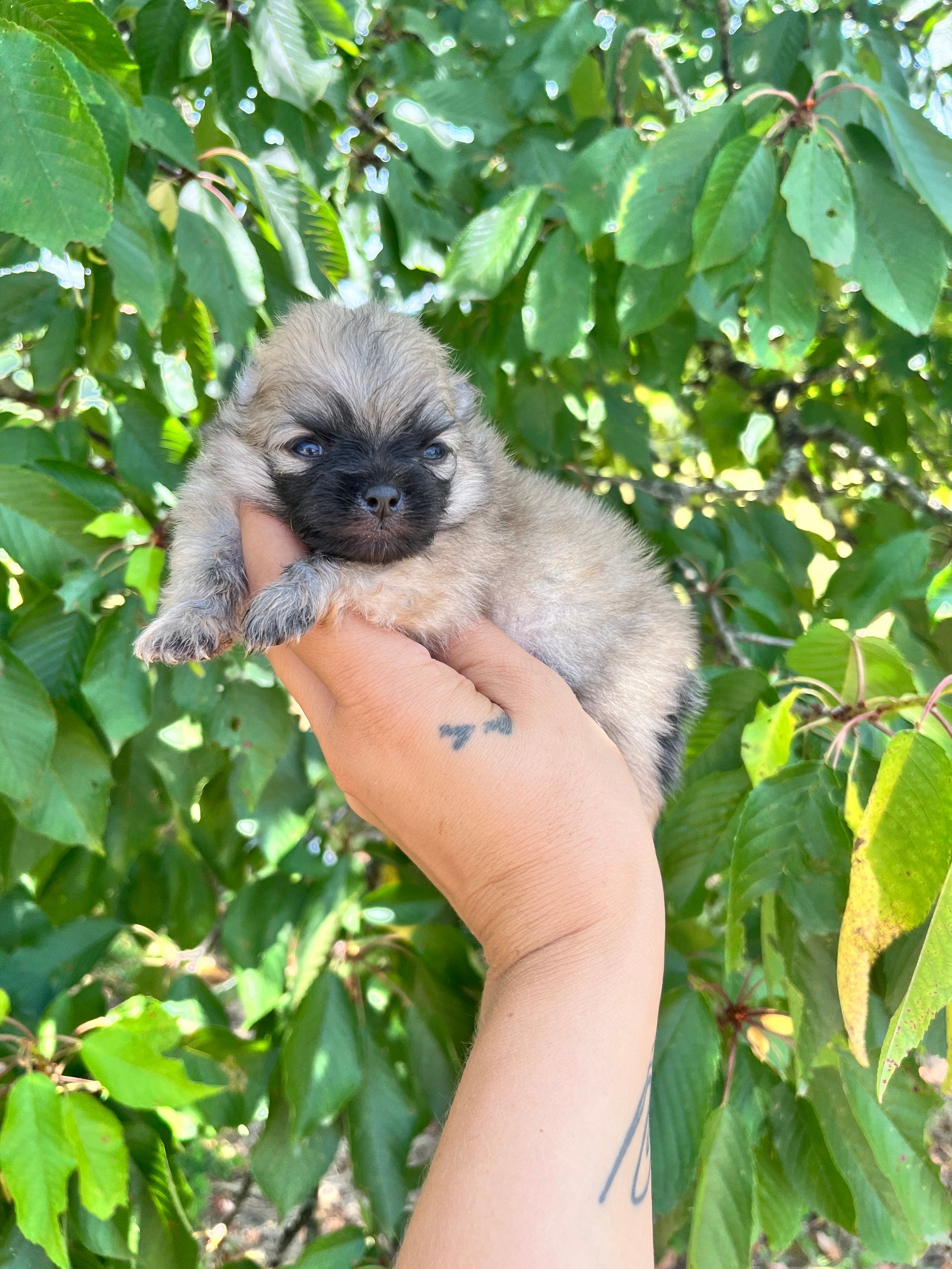 Chiot spitz beige disponible à l'adoption du Domaine des Petits Anges du Gers 
