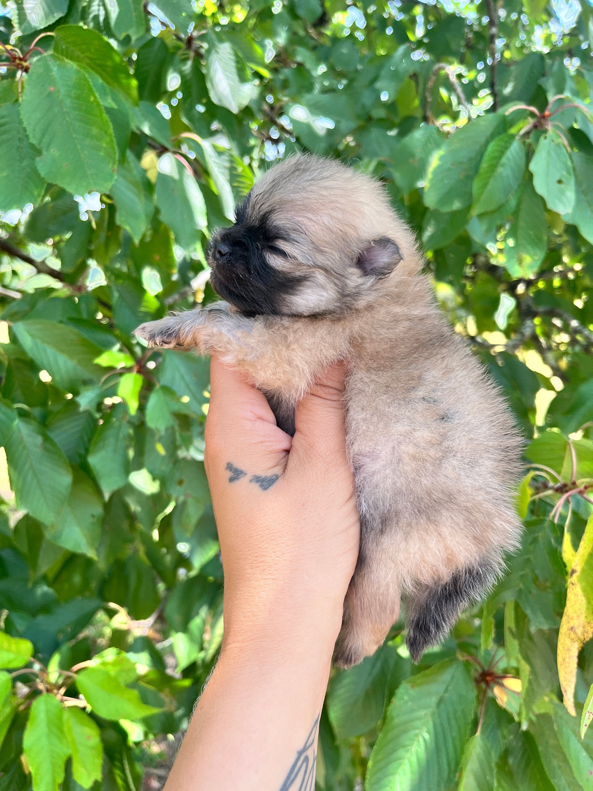 Chiot spitz beige à l'adoption du Domaine des Petits Anges du Gers 