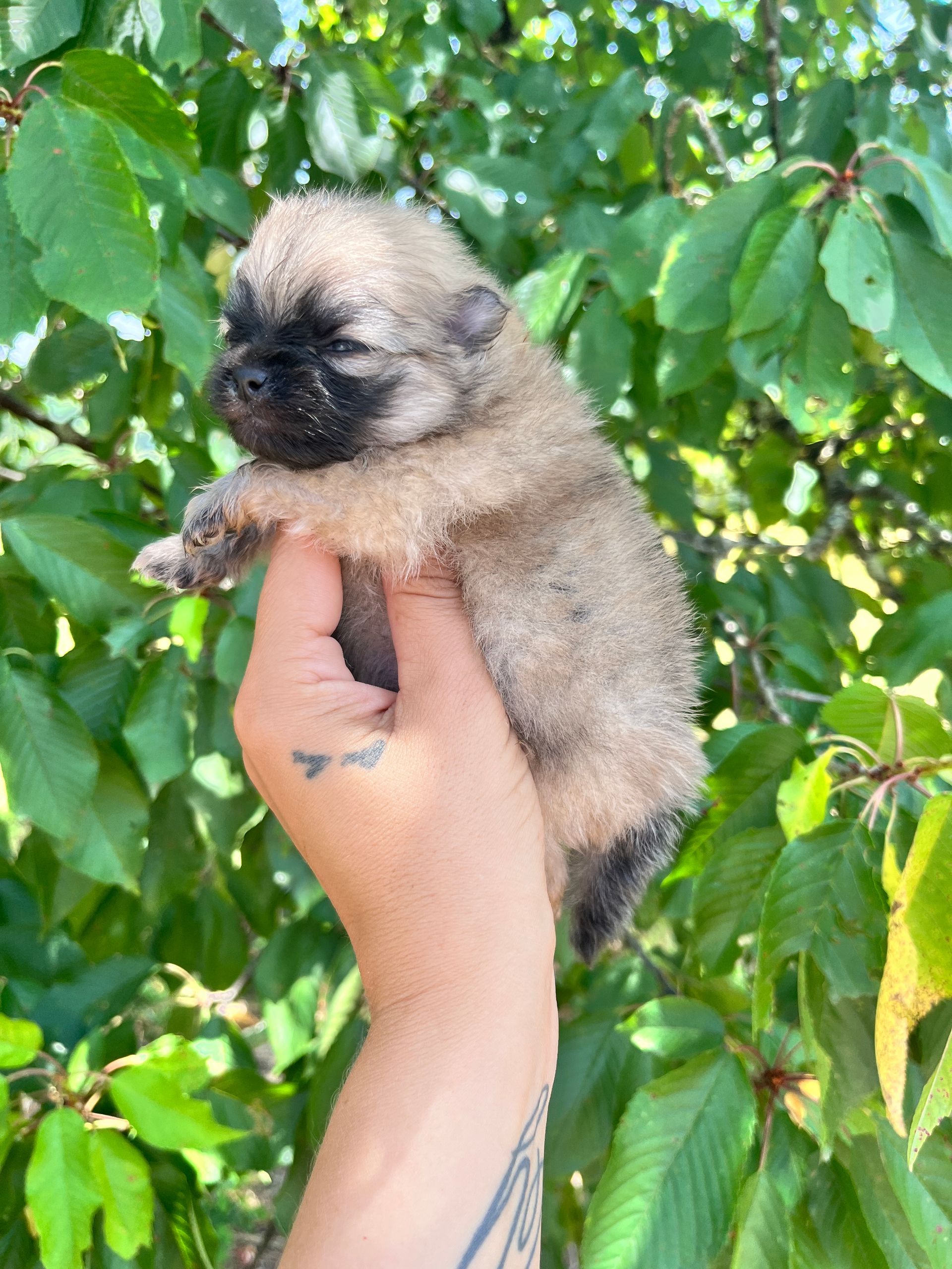 Chiot spitz beige du Domaine des Petits Anges du Gers 