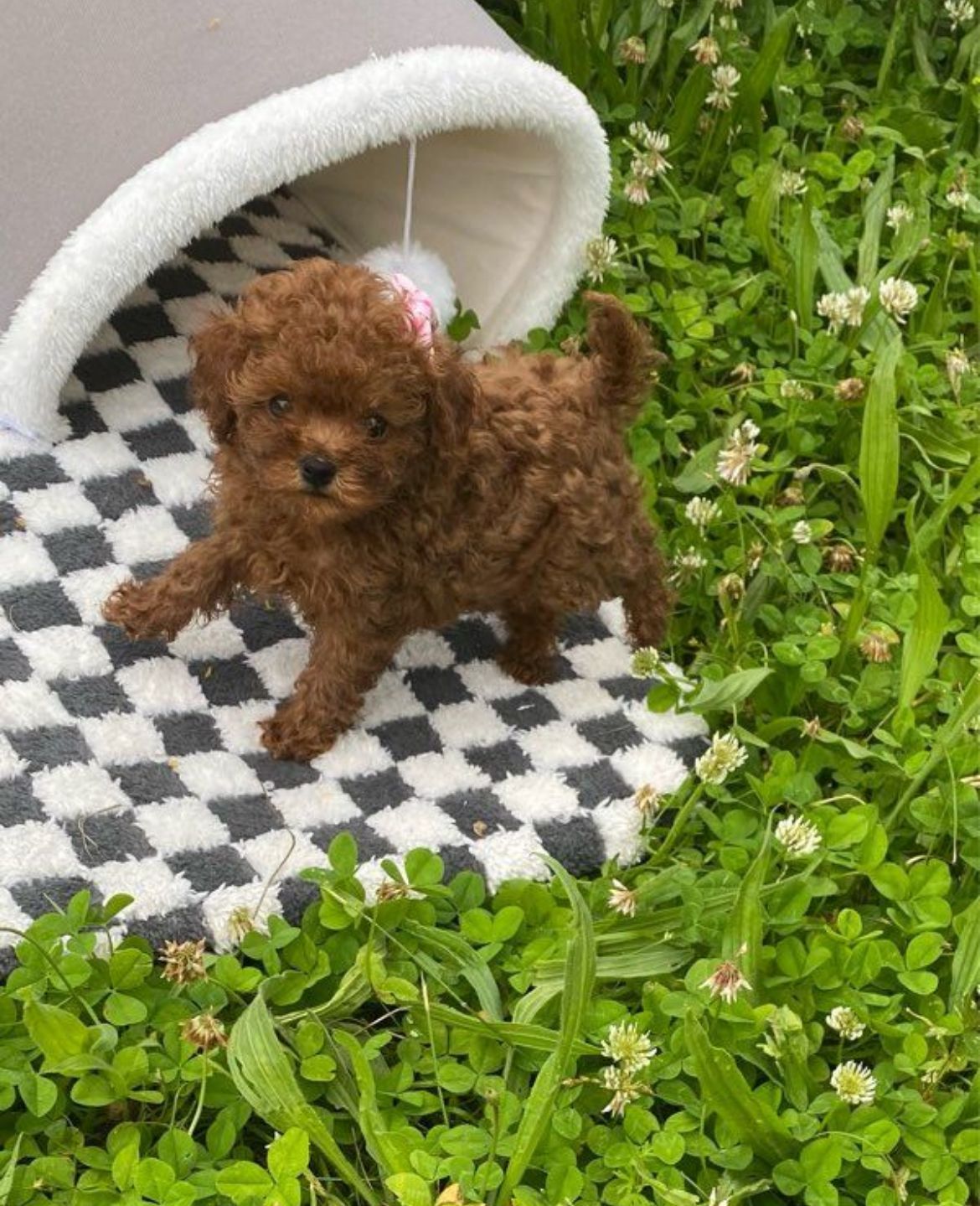 Chiot Cerise