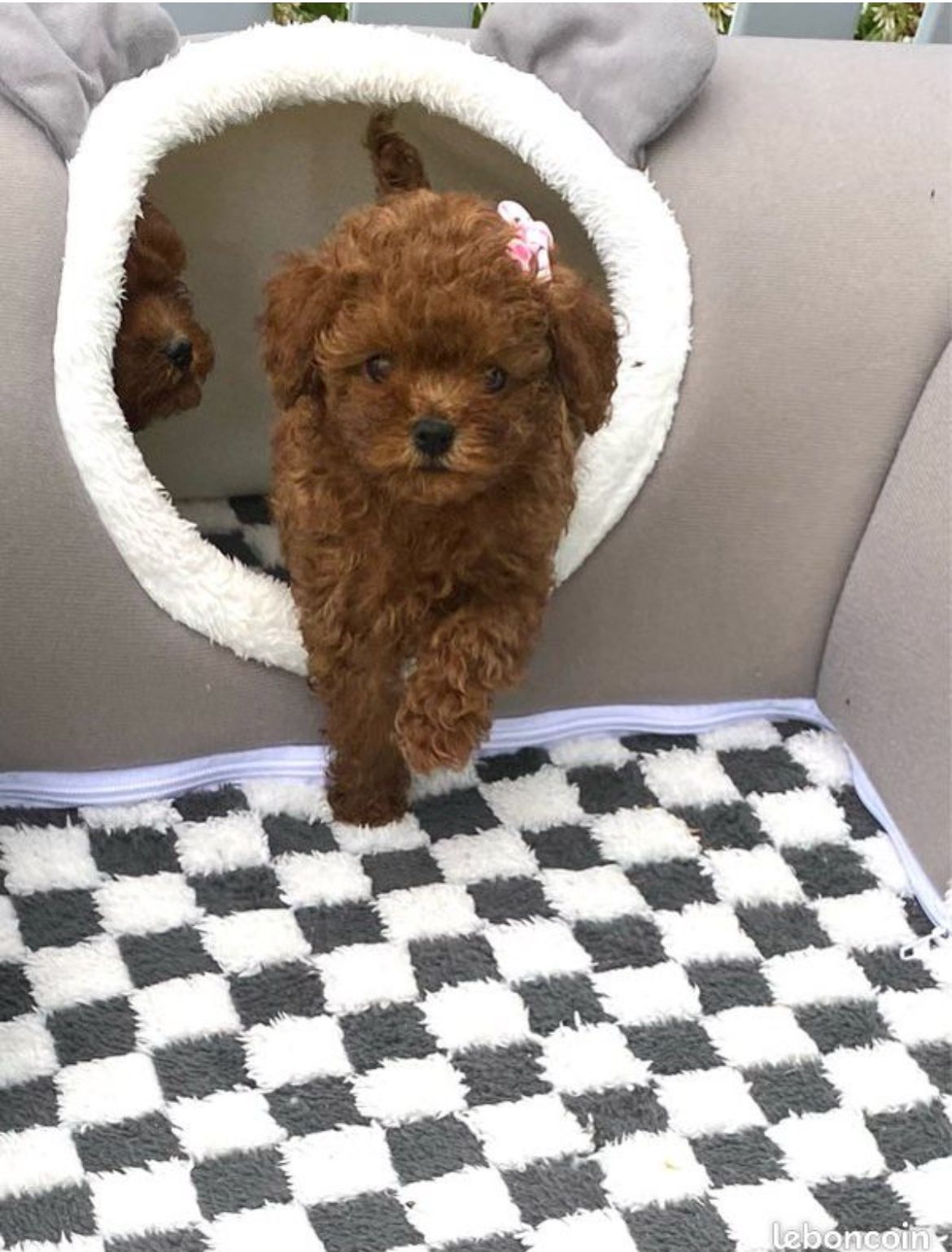 papa
teddy