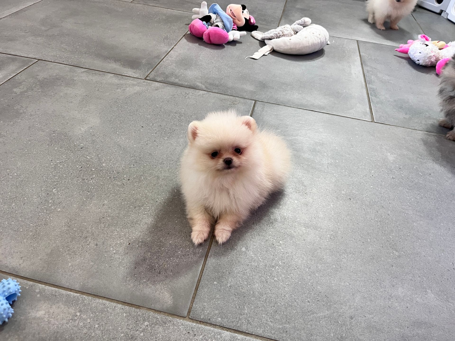 Chiot blanc poméranien du Domaine des Petits Anges du Gers 
