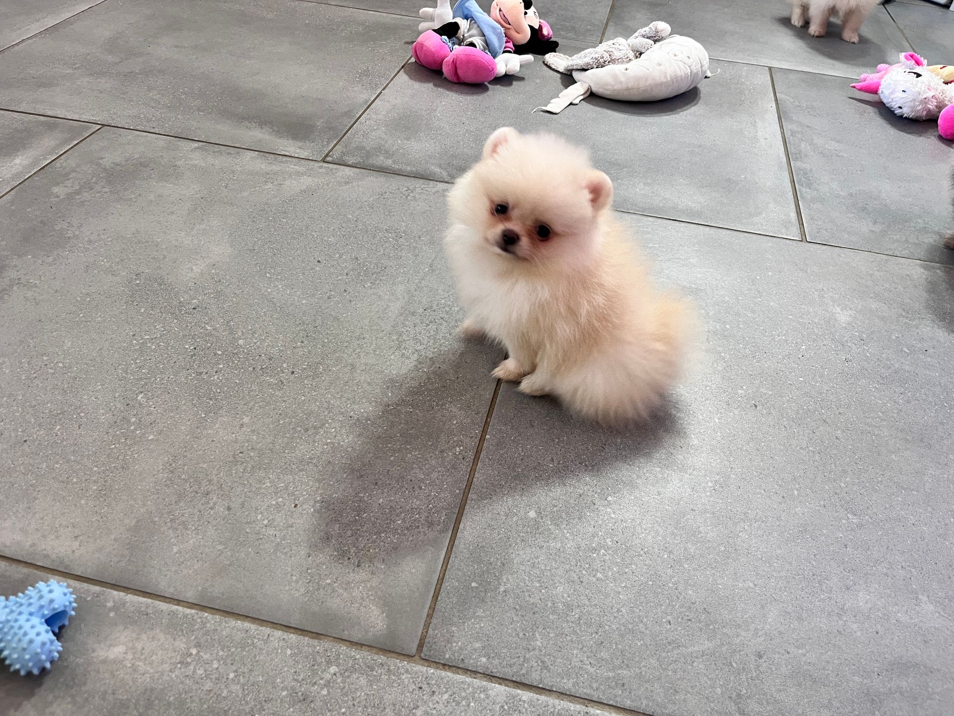 Chiot spitz blanc du Domaine des Petits Anges du Gers 