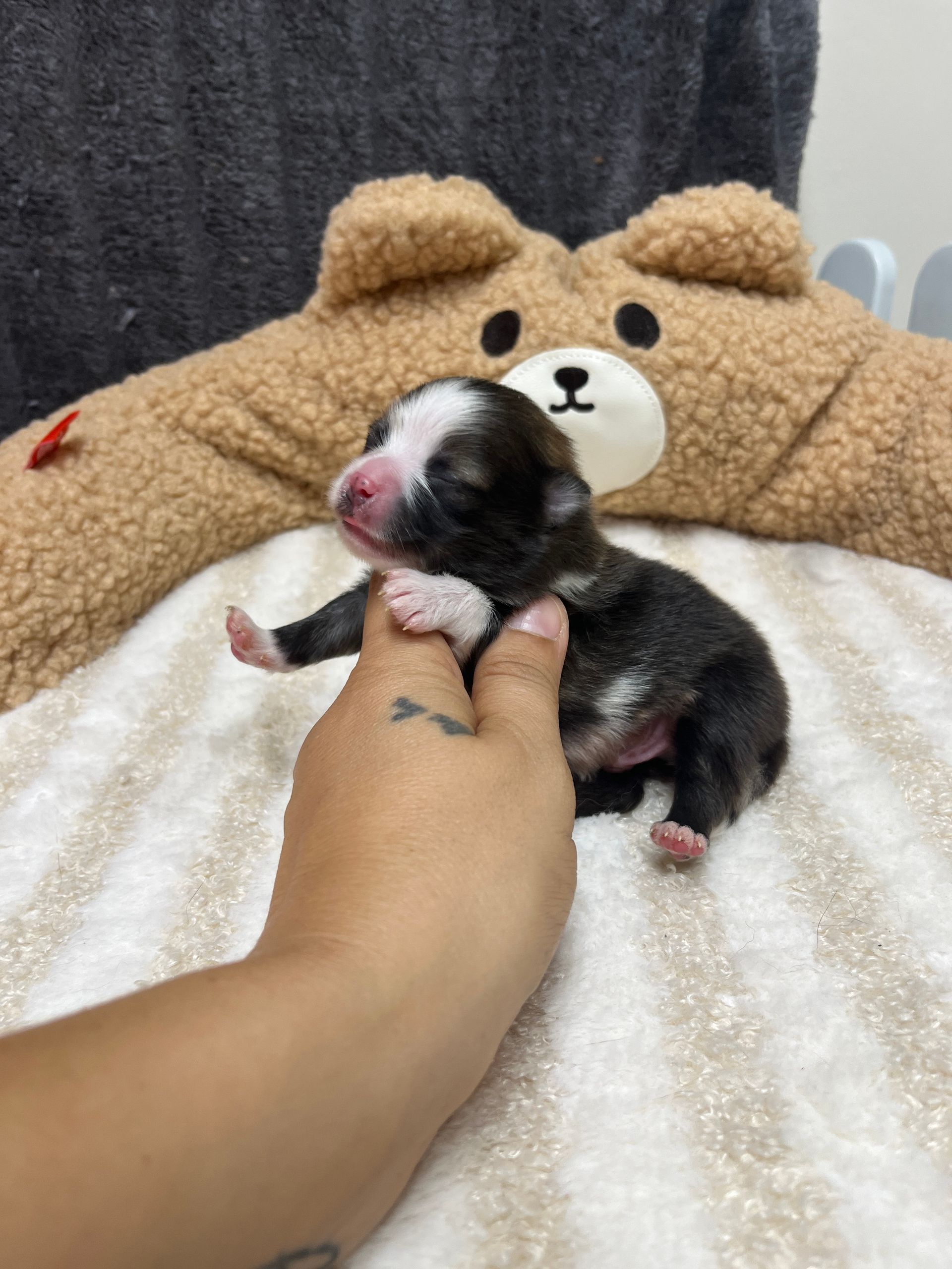 Chiot spitz noir disponible à l'adoption au Domaine des Petits Anges du Gers 