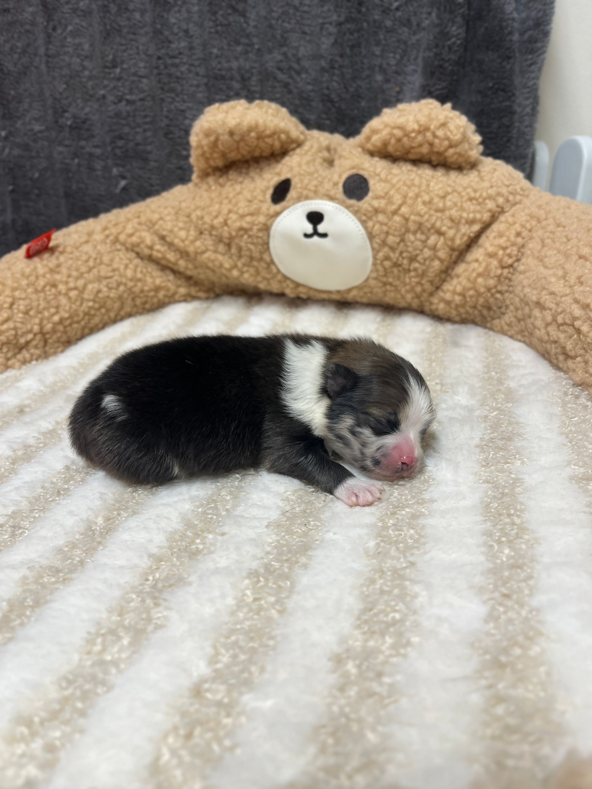 Chiot spitz noir 2025 du Domaine des Petits Anges du Gers 