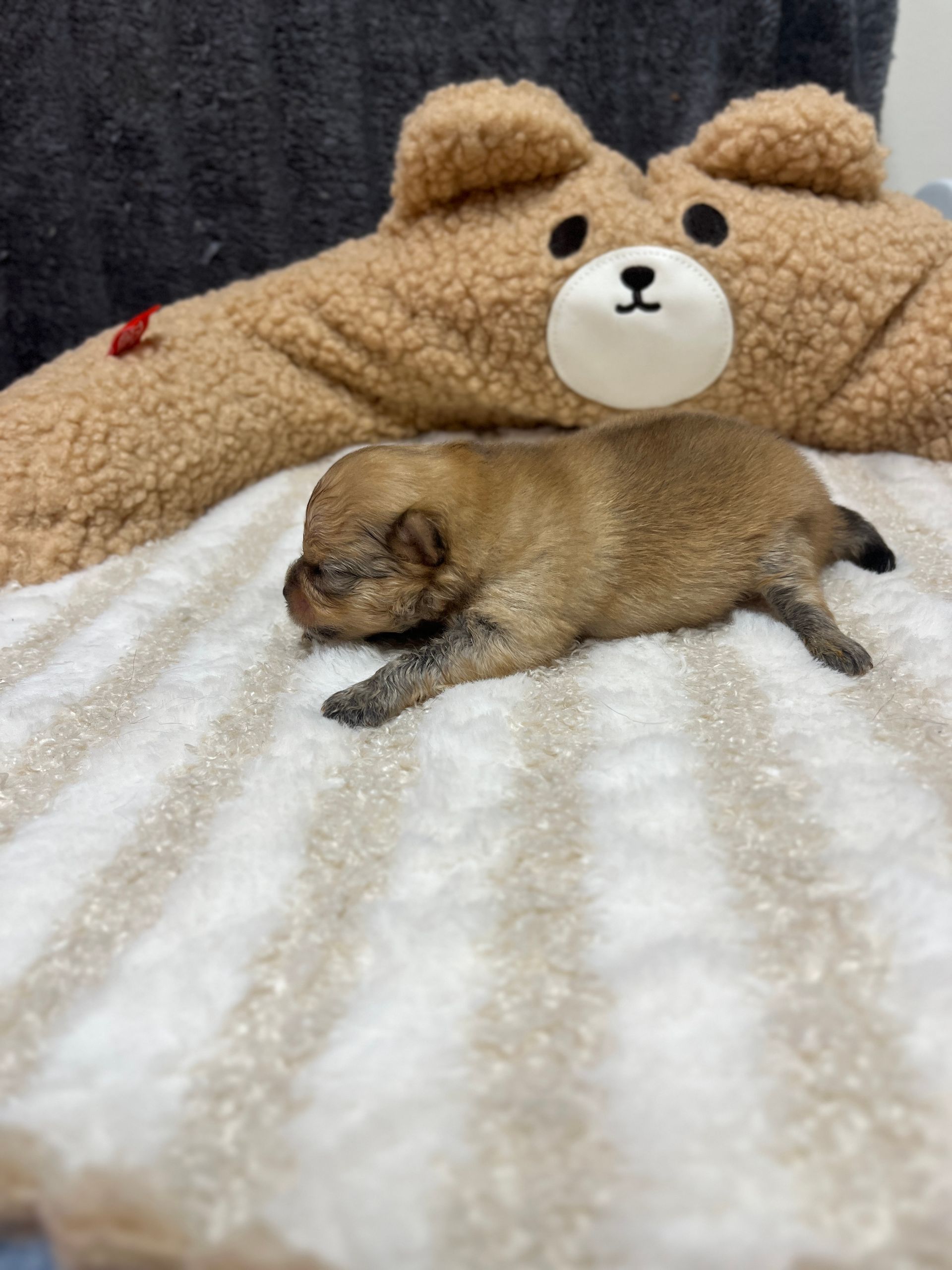Chiot spitz noir disponible à l'adoption au Domaine des Petits Anges du Gers 