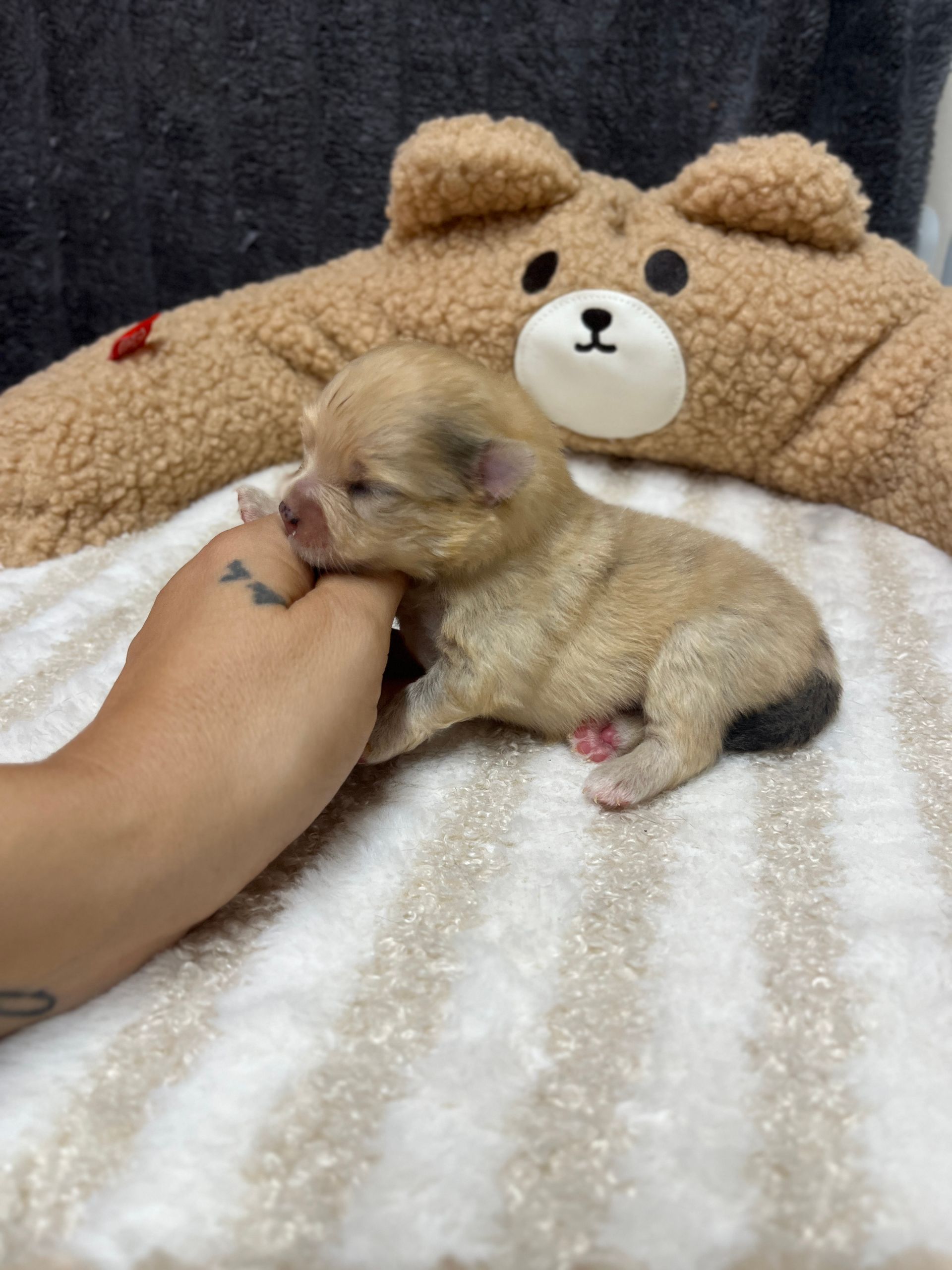 Chiot spitz noir du Domaine des Petits Anges du Gers 