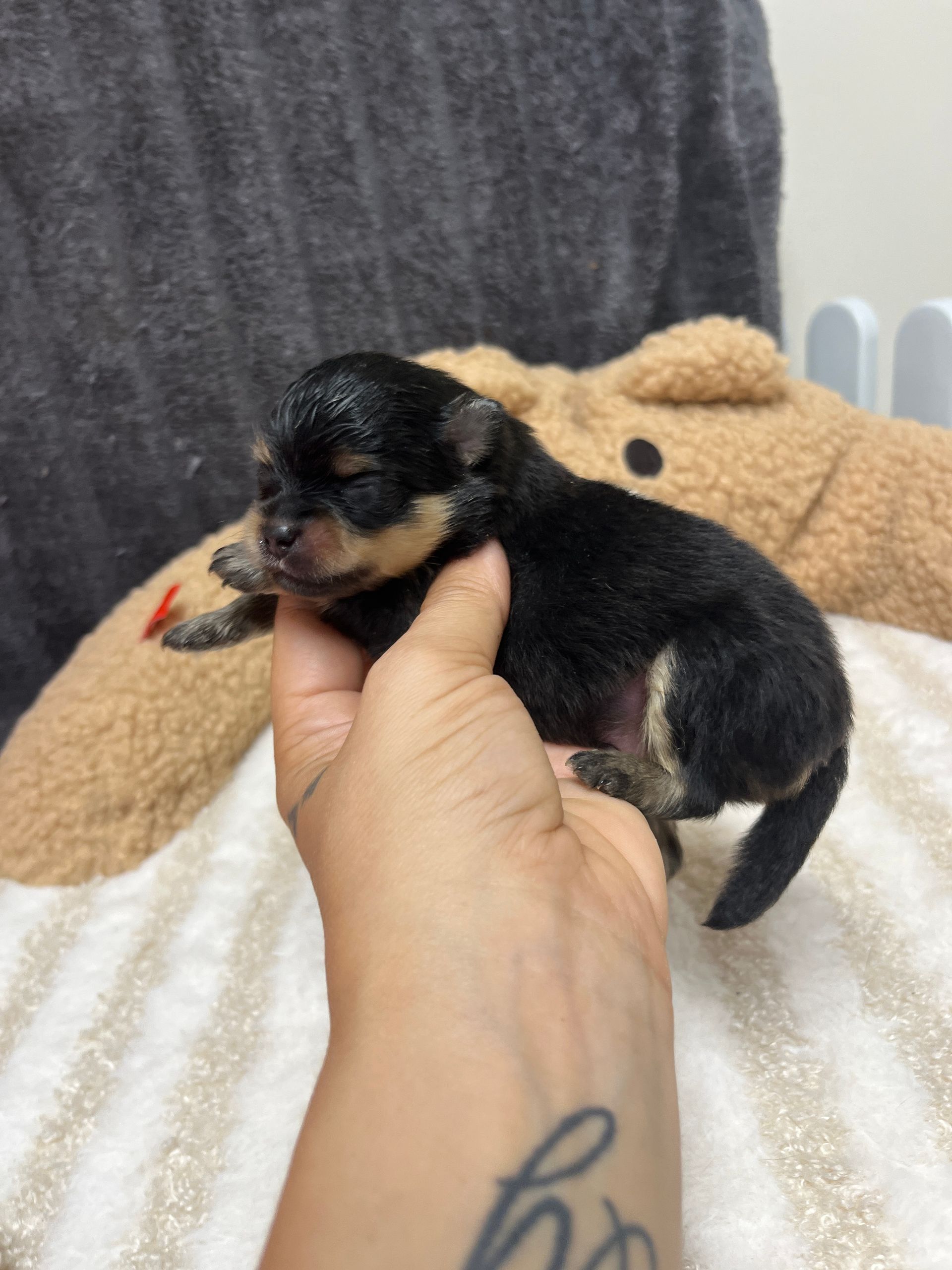 Chiot spitz noir 2025 du Domaine des Petits Anges du Gers 