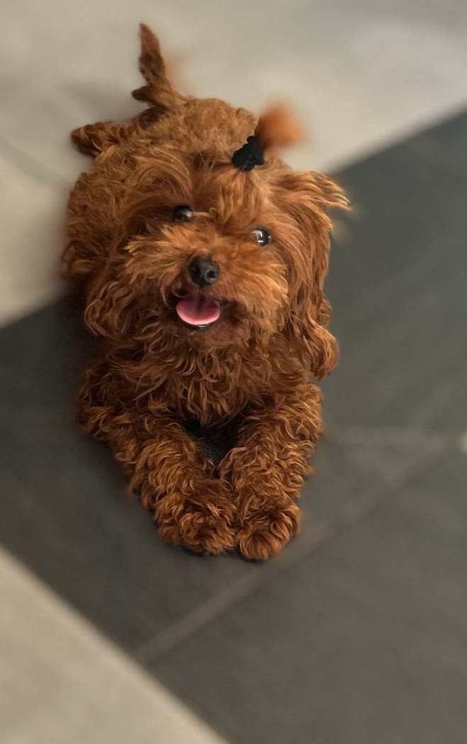 Caniche mookie