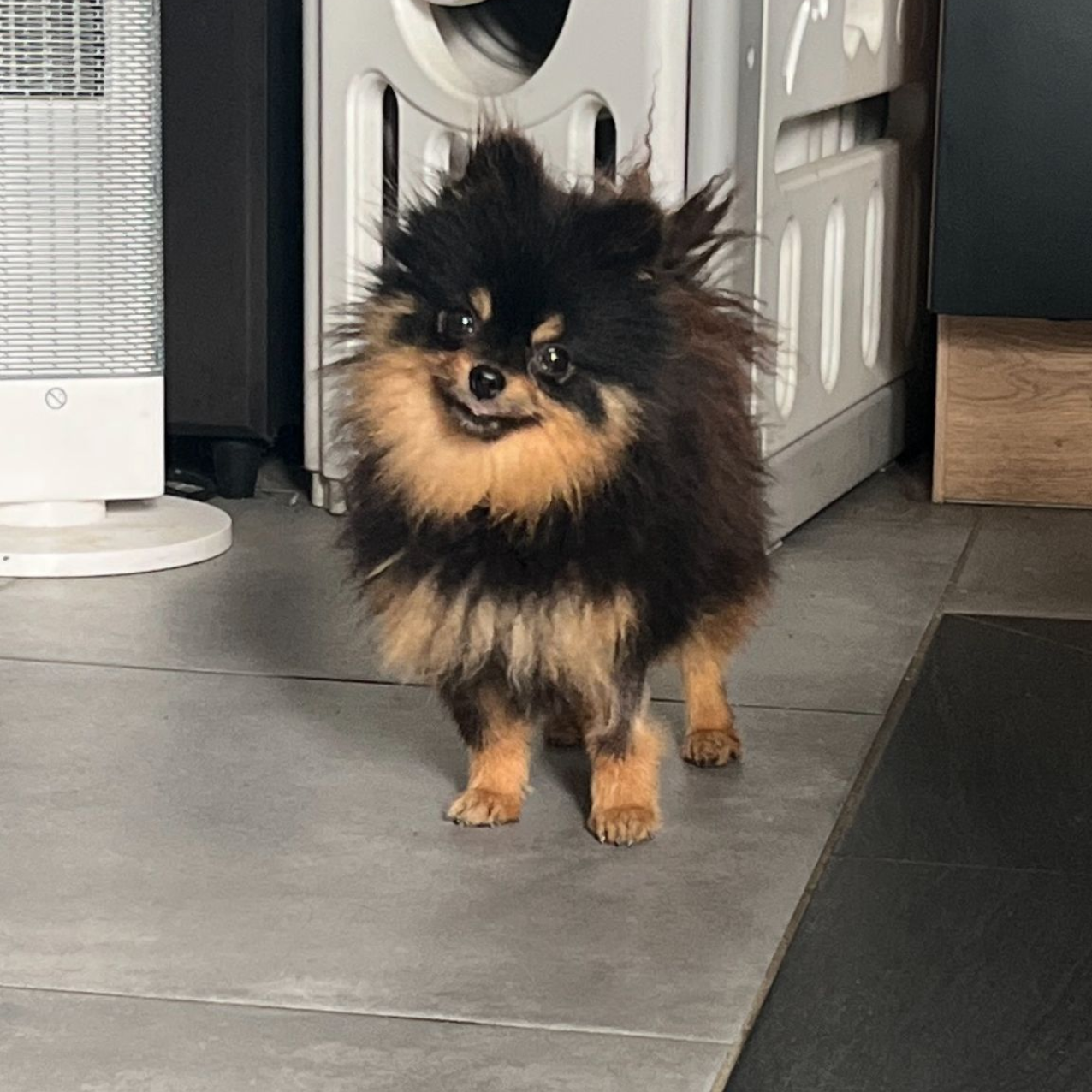 Chiot spitz noir 2025 du Domaine des Petits Anges du Gers 