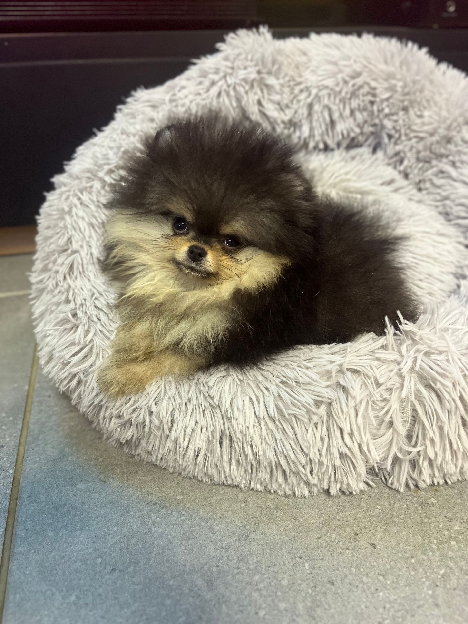 Spitz blanc tenant un jouet dans sa gueule