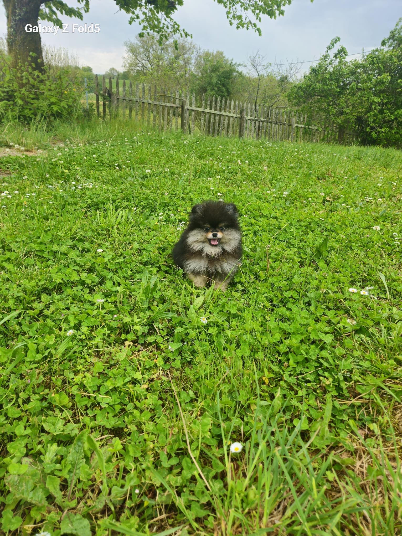 Petit spitz bleu merle