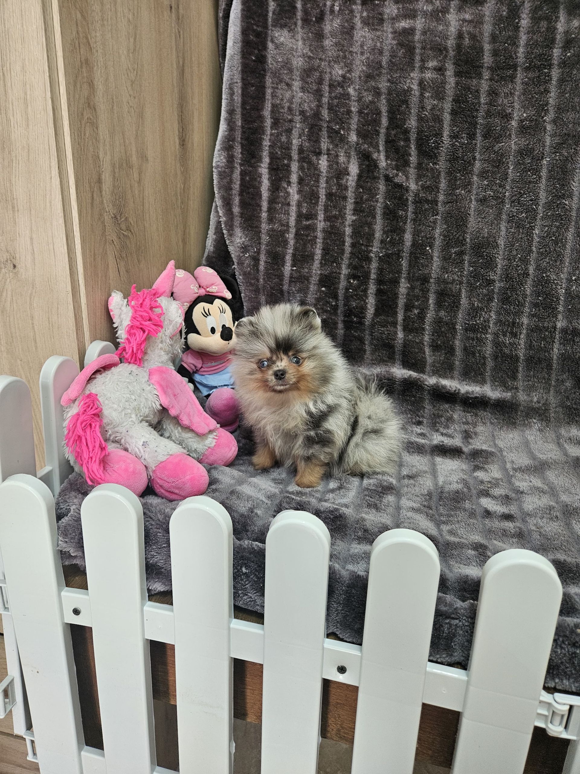 Chiot de l'élevage du Domaine des Petits Anges du Gers 