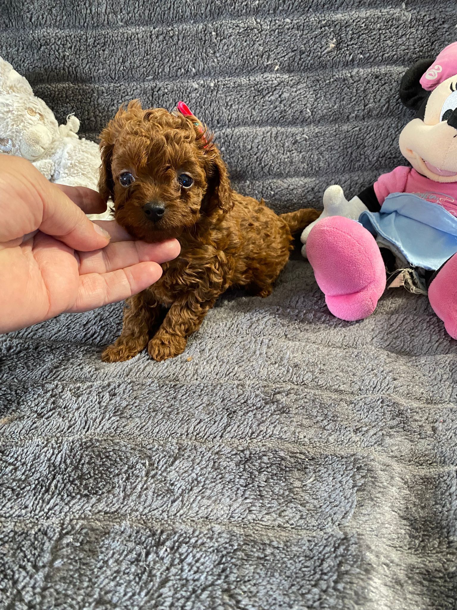 papa
teddy