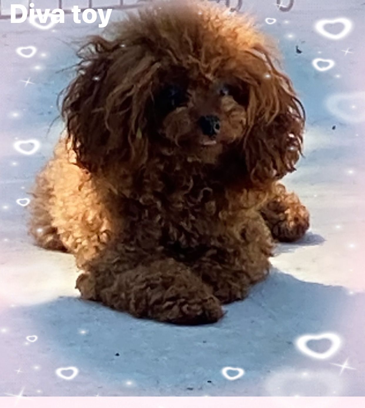 papa
teddy