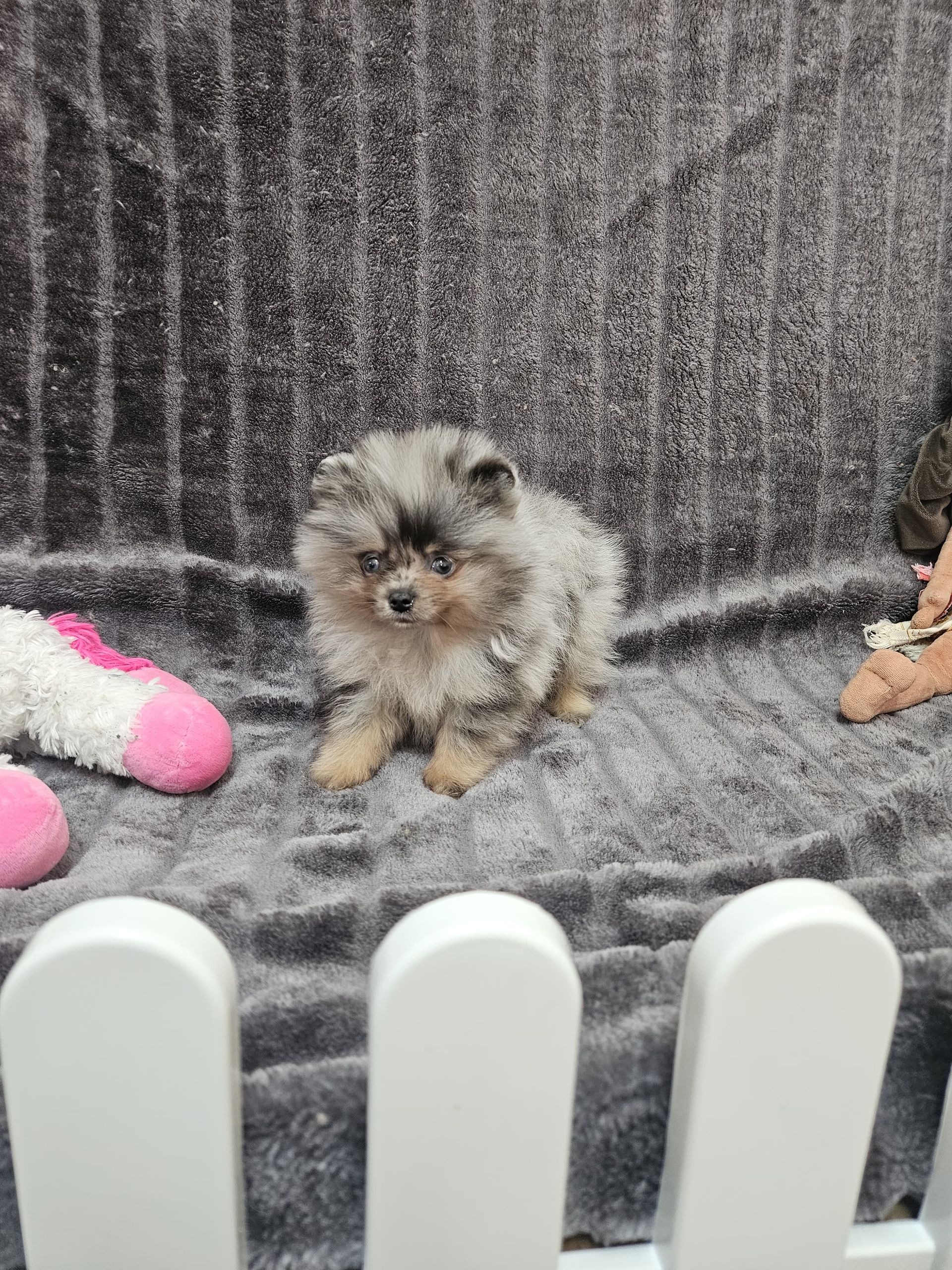 Chiot spitz 2025 du Domaine des Petits Anges du Gers 