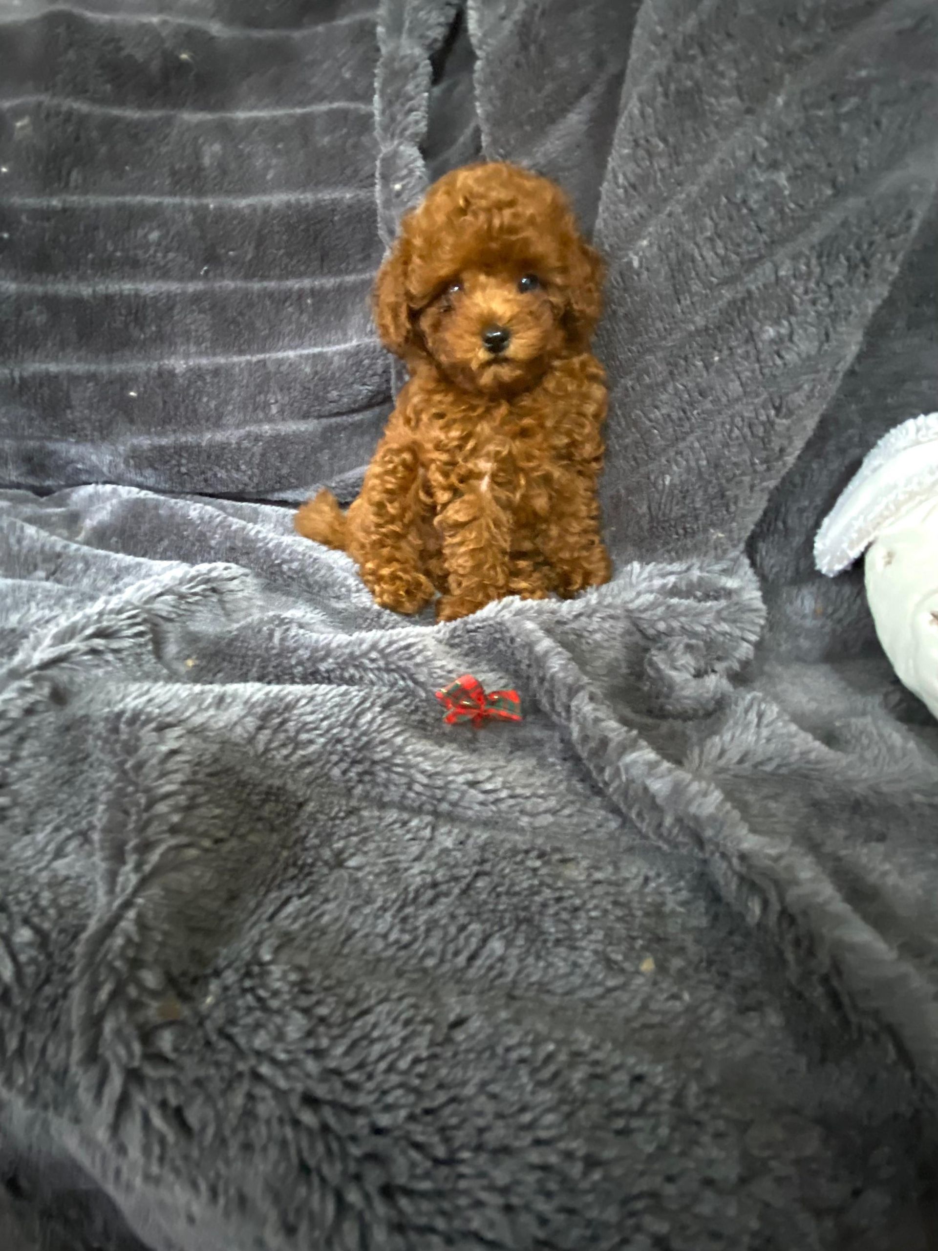 papa
teddy