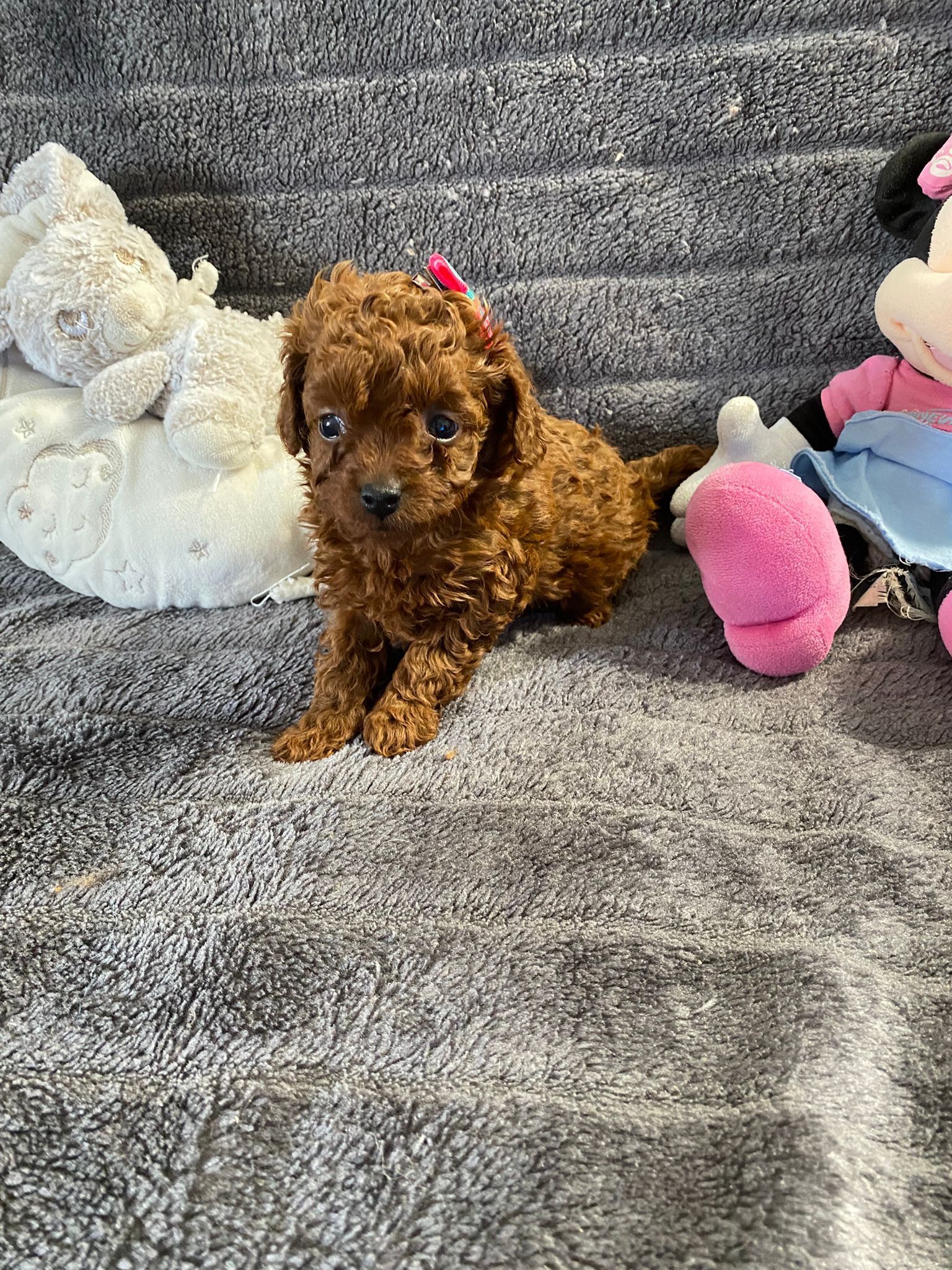 Chiot Bella
