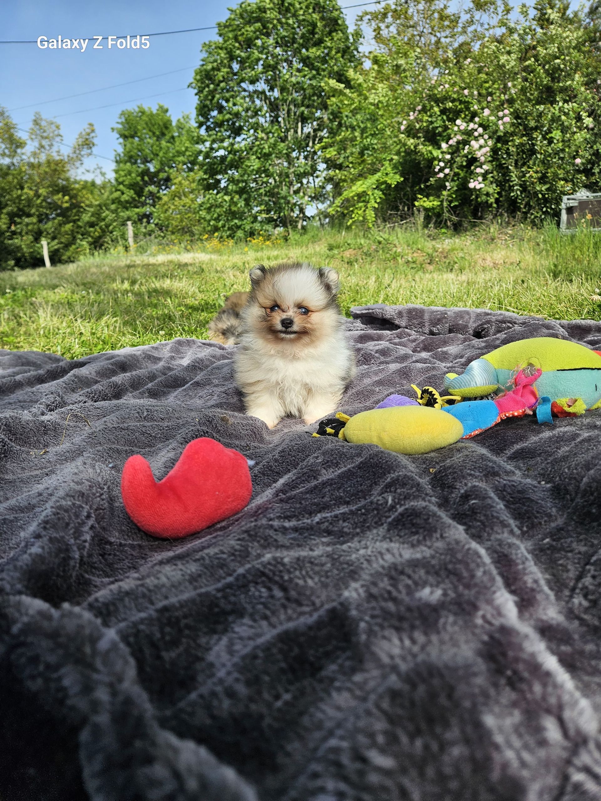 Petit spitz bleu merle