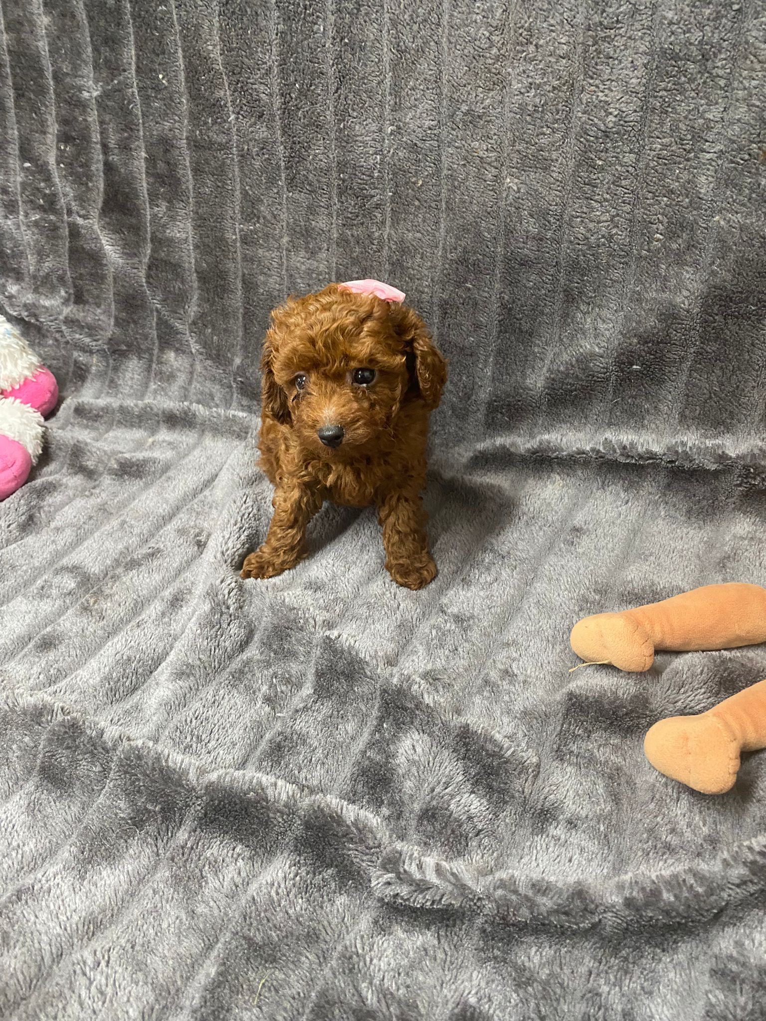 papa
teddy