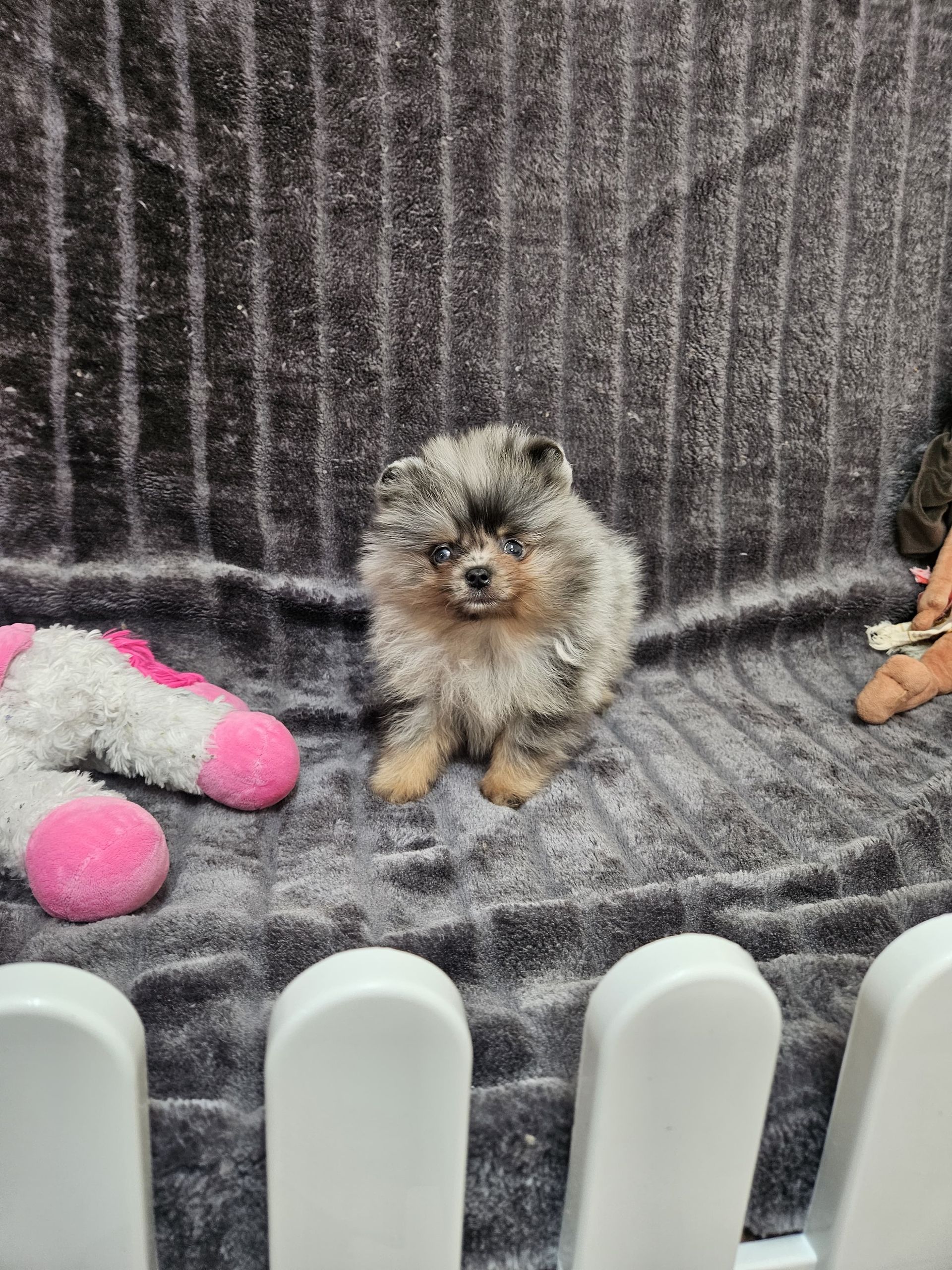 Chiot spitz du Domaine des Petits Anges du Gers 2025