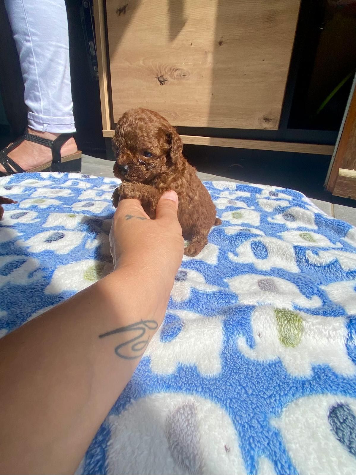 papa
teddy