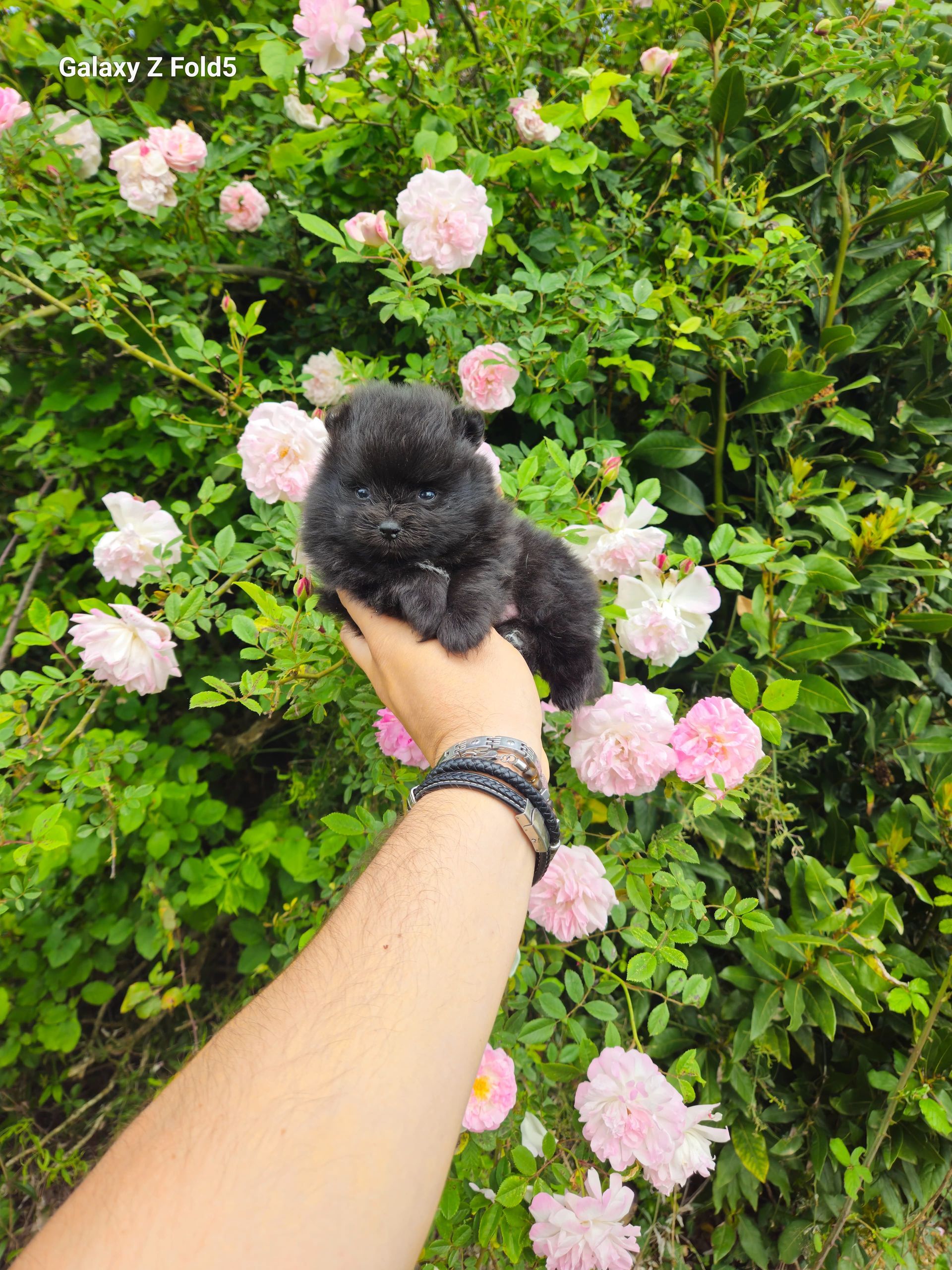 Petit spitz bleu merle