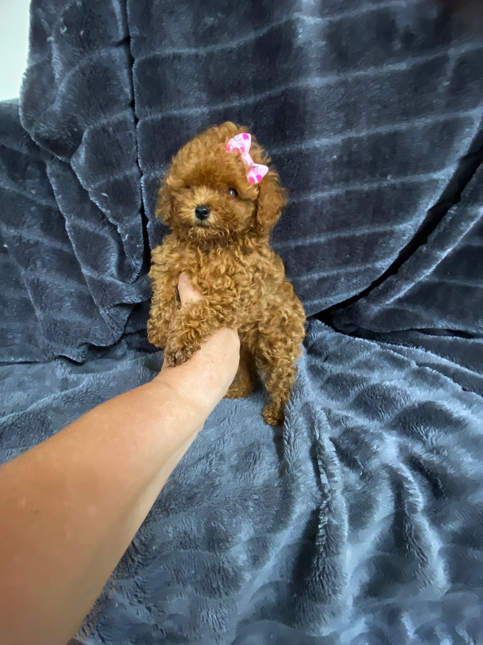 papa
teddy