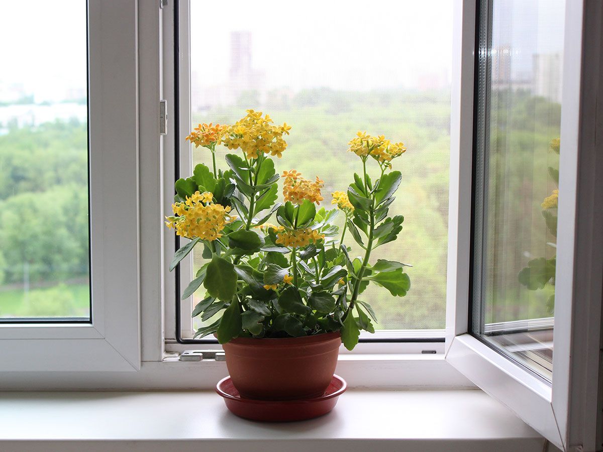 Moustiquaire avec une plante