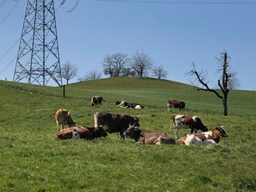 Restaurant Grosstannen| Bubendorf