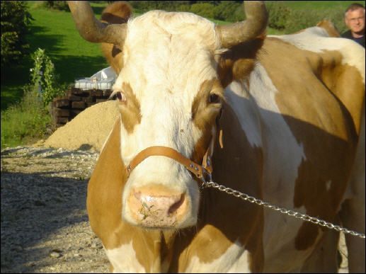 Restaurant Grosstannen| Bubendorf