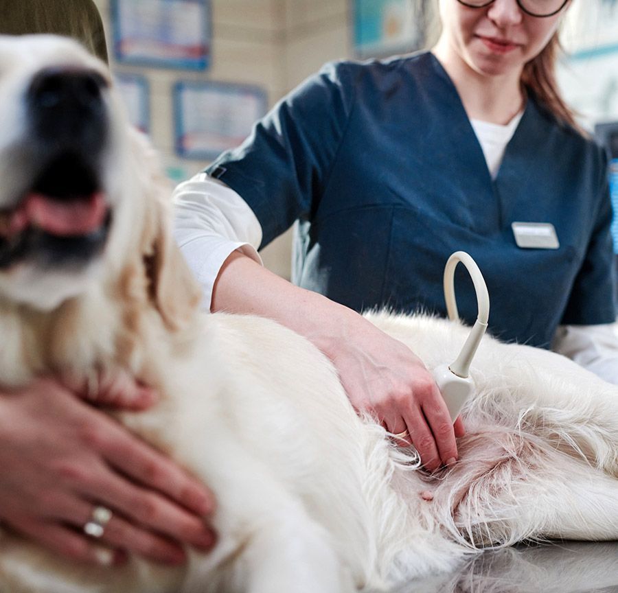 Un perro está siendo examinado por una veterinaria.