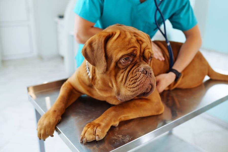 Un perro está acostado en una mesa mientras un veterinario lo examina.