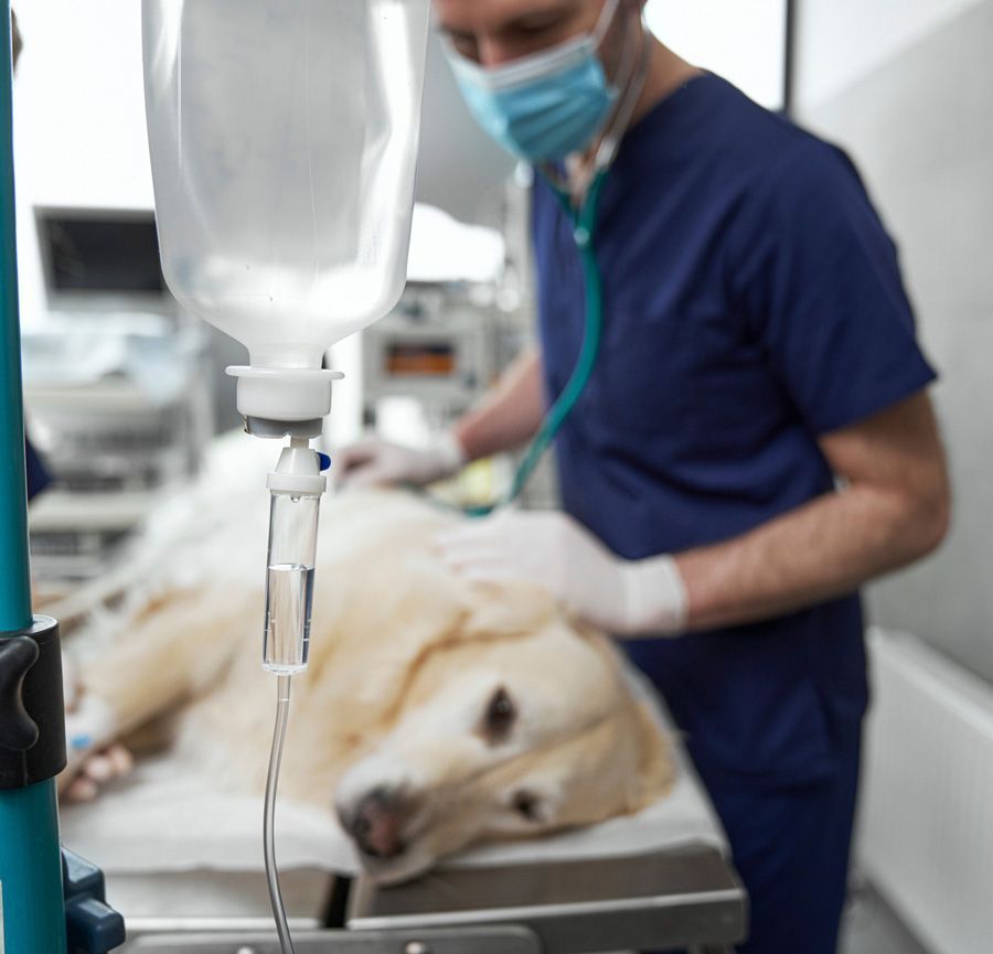 Un perro está siendo examinado por un veterinario que lleva una máscara.