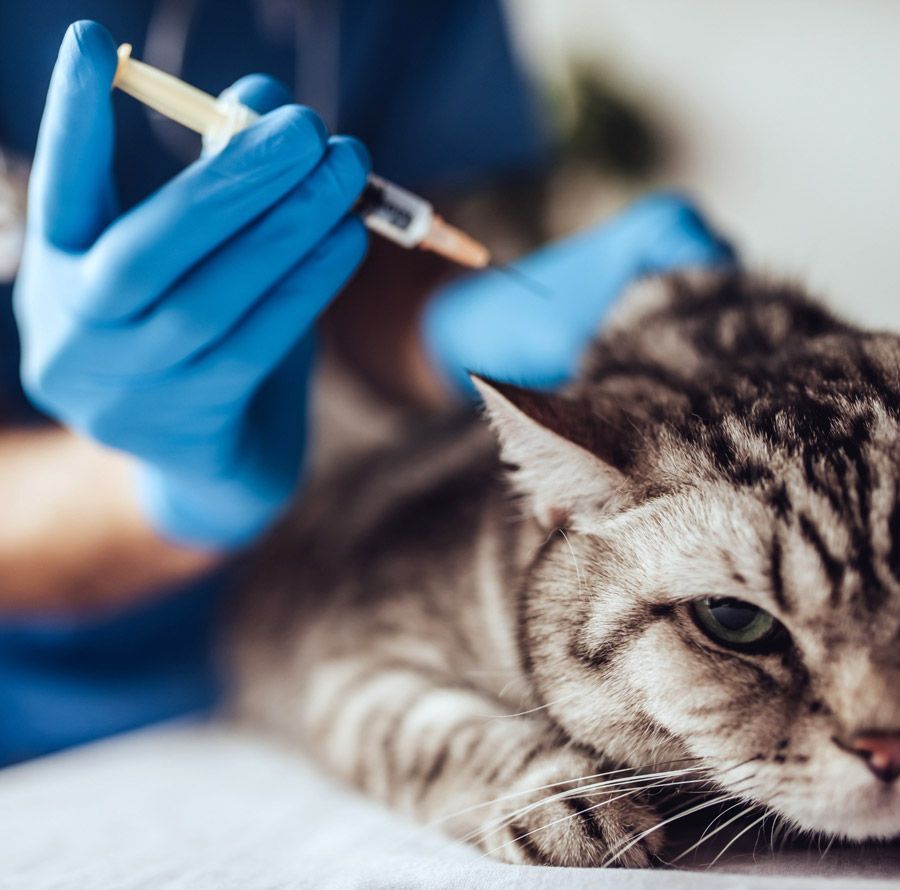 Una persona con guantes azules le está poniendo una inyección a un gato.