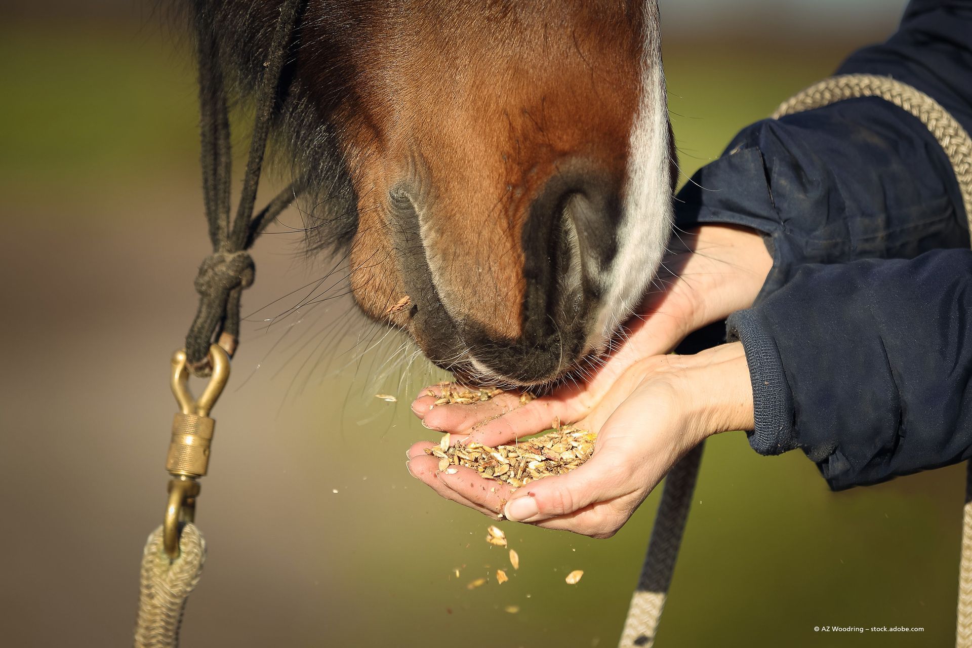 Platzhalterbild mit Text: „Ihr Bild könnte hier stehen.“ E-Mail-Kontakt: service@sellwerk-websites.de.