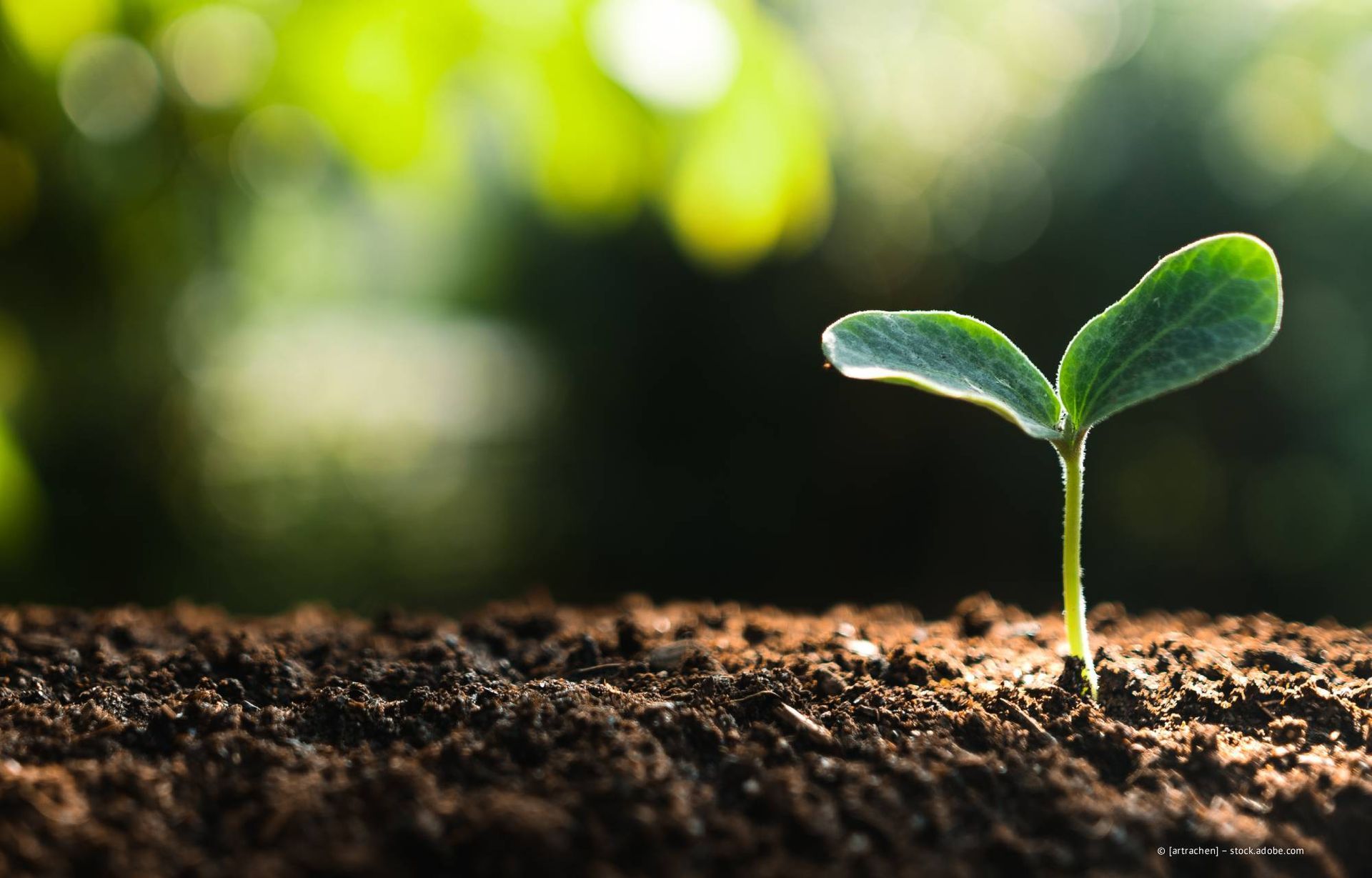 Ein kleiner grüner Sämling sprießt aus dunkelbrauner Erde. Im Hintergrund verschwimmt das grüne Laub.