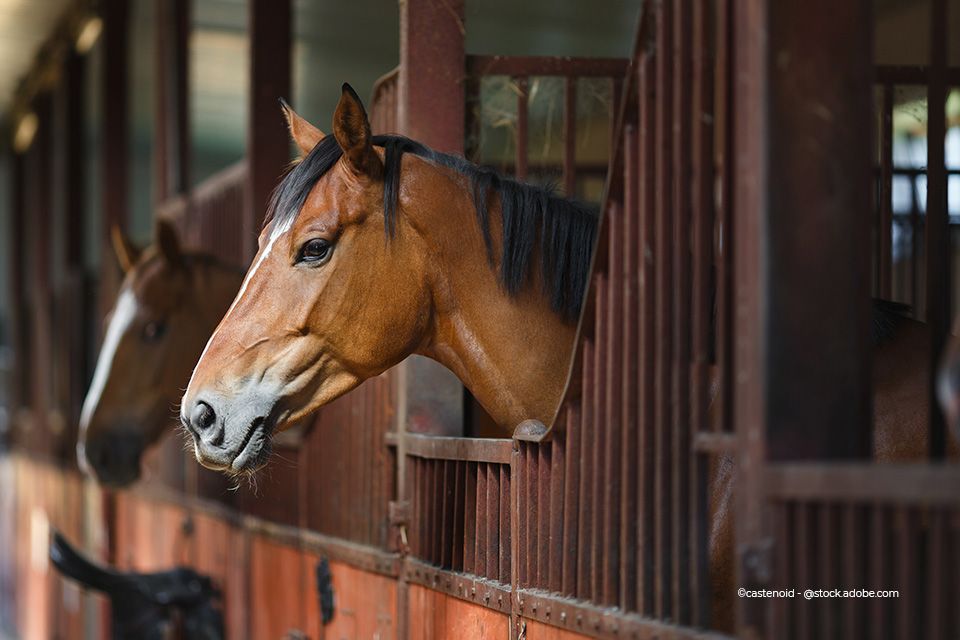 Zwei Pferde im Stall, der von Franz Offer GmbH & Co. KG Landhandel Offer beliefert wird
