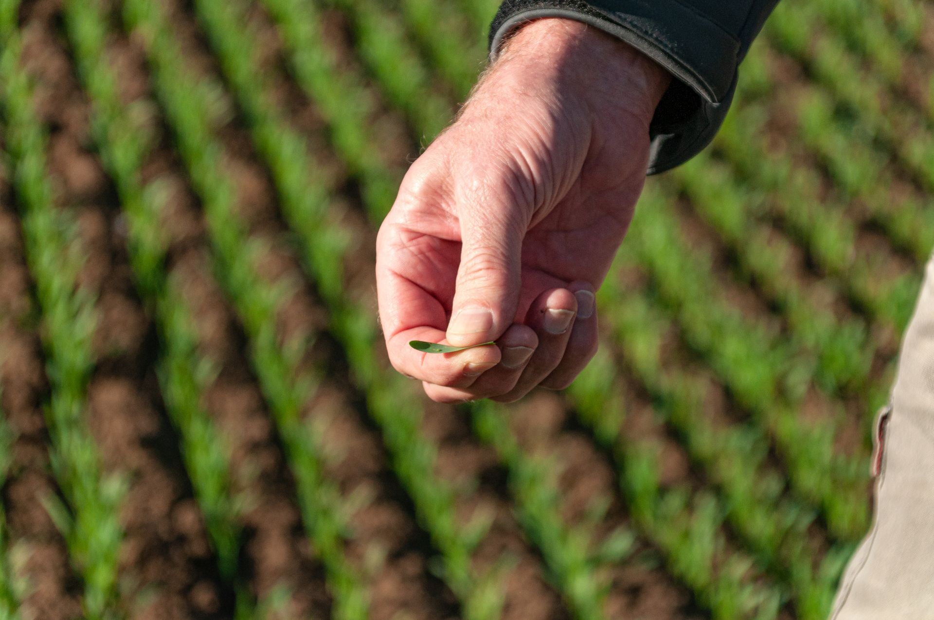 Mitarbeiterin von Franz Offer GmbH & Co. KG Landhandel Offer hält Erde in ihrer Hand