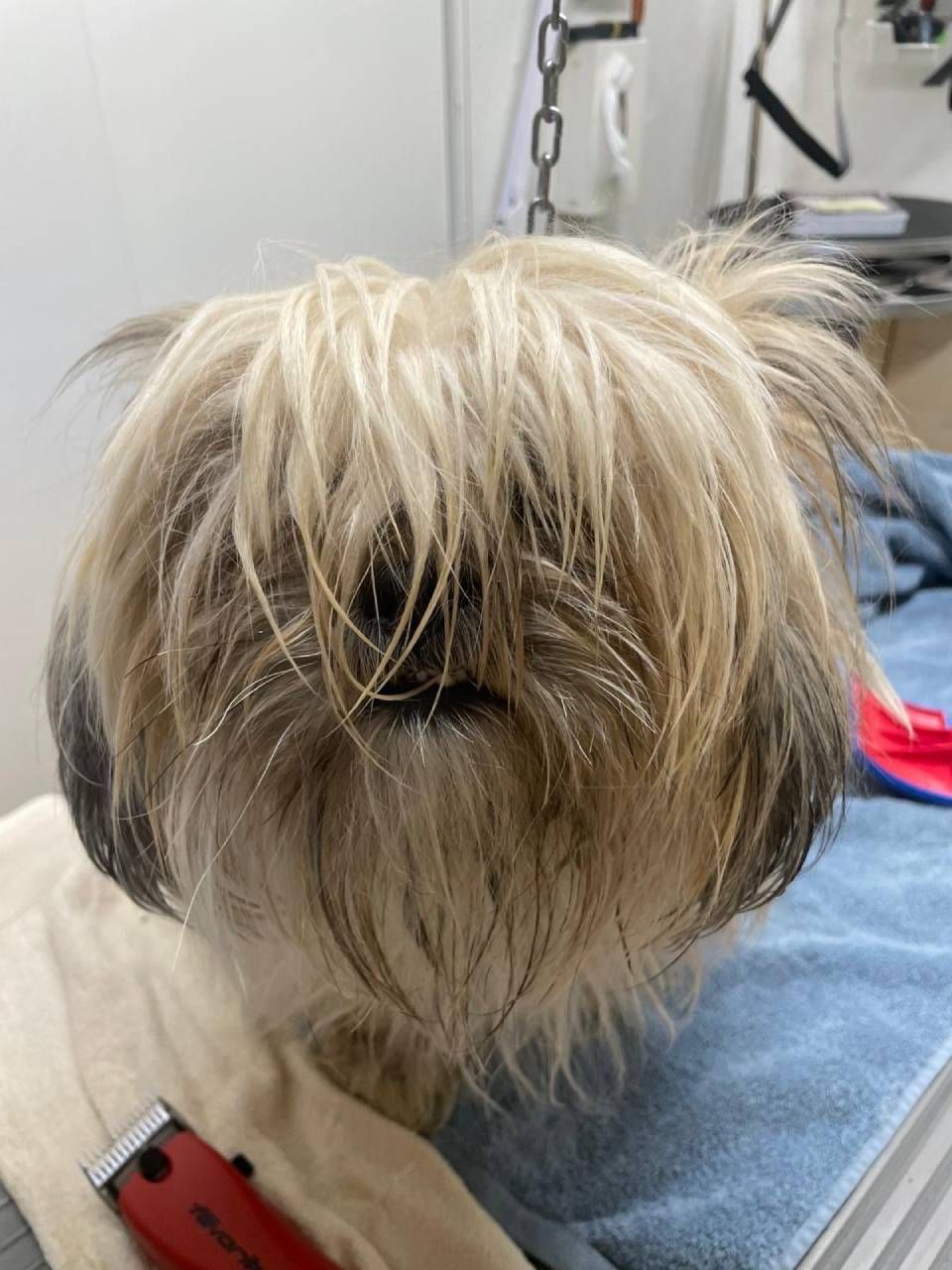 Un cagnolino con il pelo chiaro e arruffato guarda verso la telecamera. Sono visibili gli strumenti per la toelettatura.