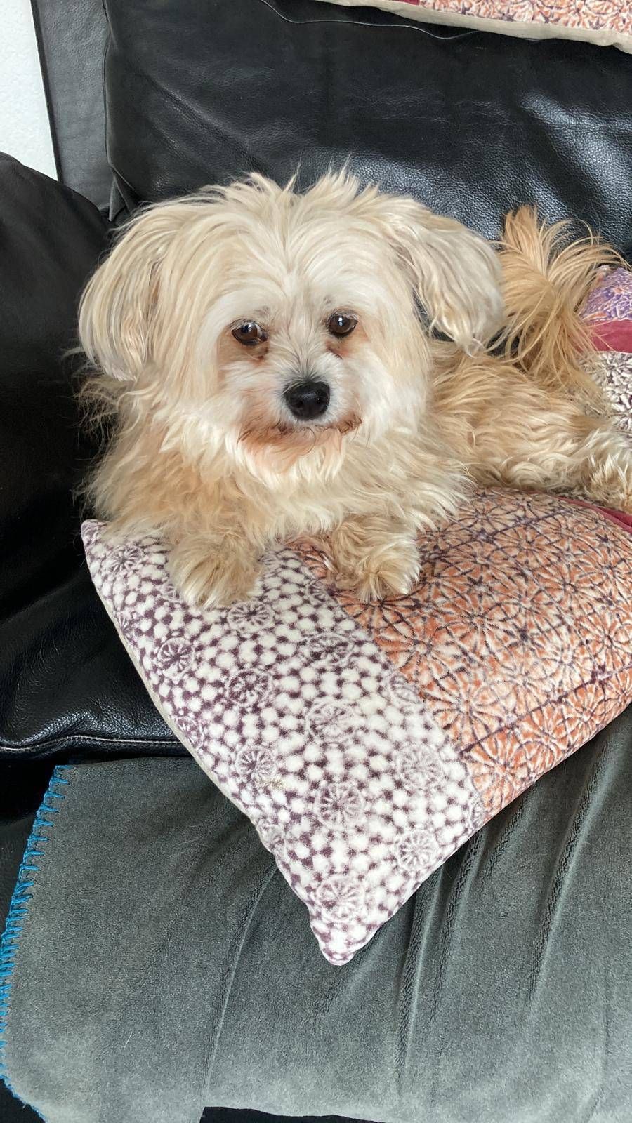 Un cane soffice e marrone chiaro che riposa su un cuscino decorato su un divano.