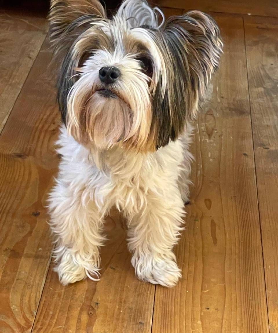 Un piccolo cane soffice con il pelo marrone, bianco e nero è seduto su un pavimento di legno e guarda avanti.